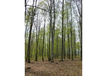 Buchenwälder