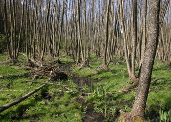 Bruchwälder
