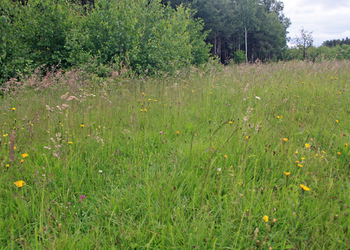 Magerrasen