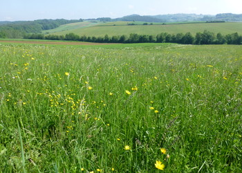 Glatthaferwiesen