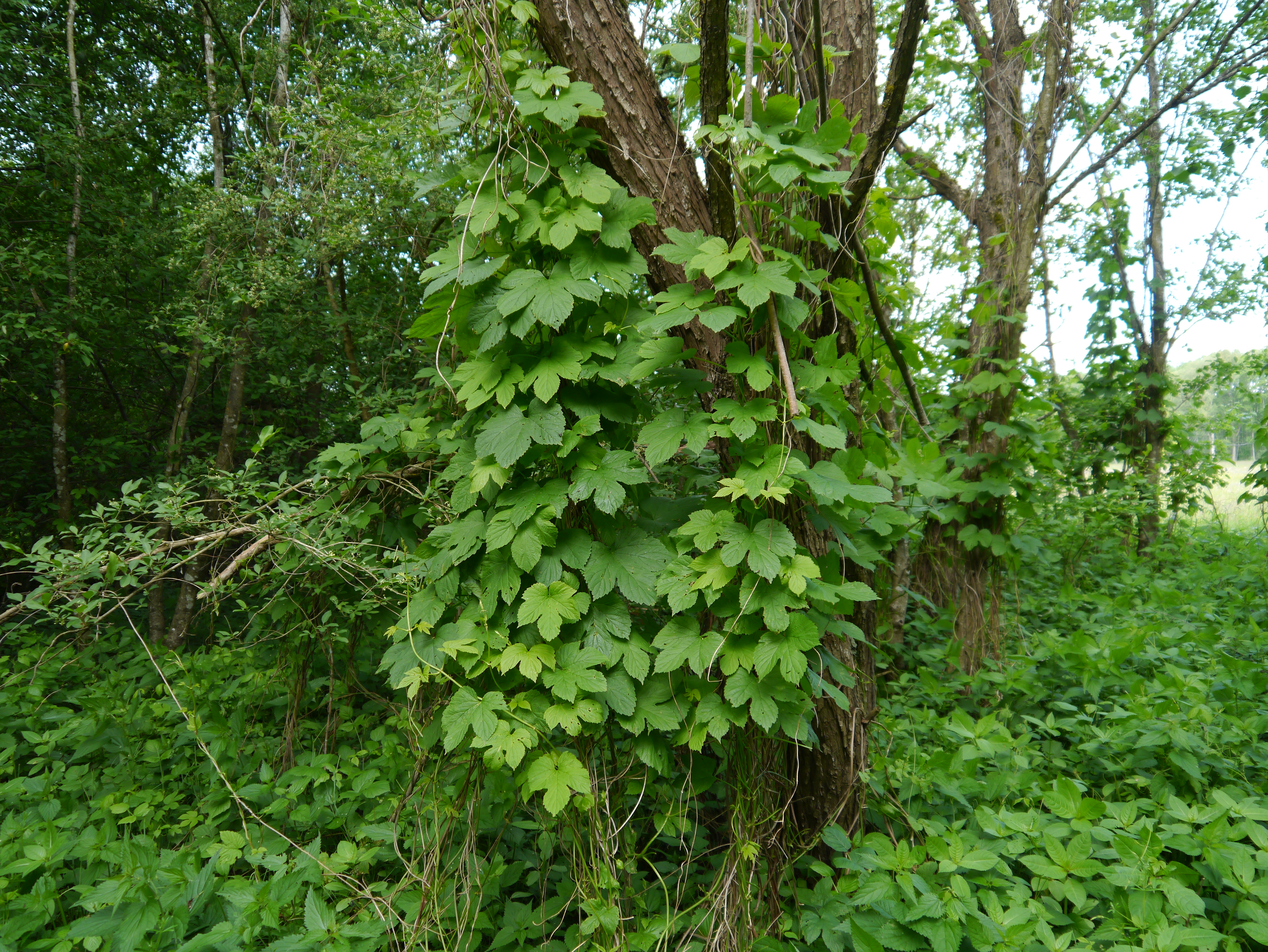 01092013145141 1795 art 254 humulus lupulus