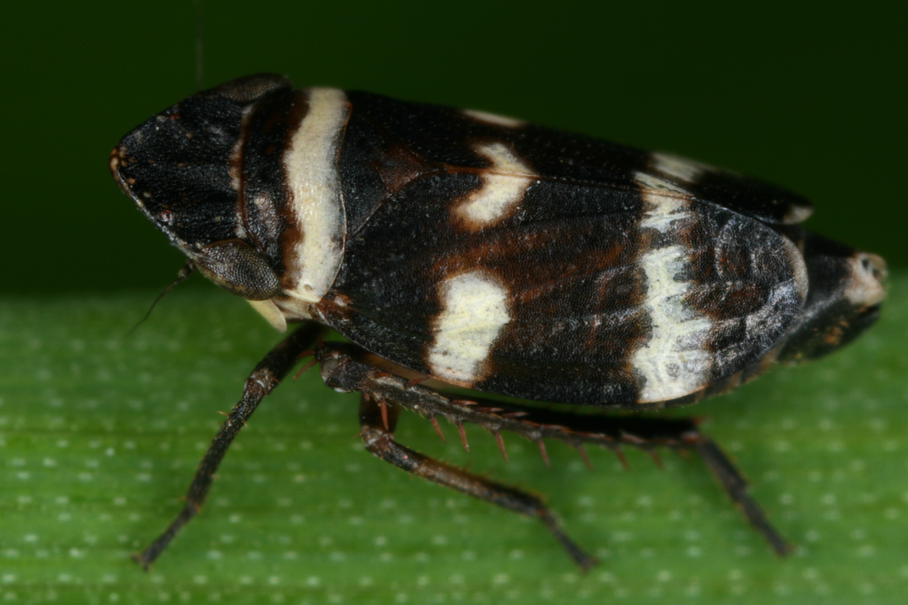 02092013004616 1826 art 1355 planaphrodes nigrita wald erdzikadem43.2