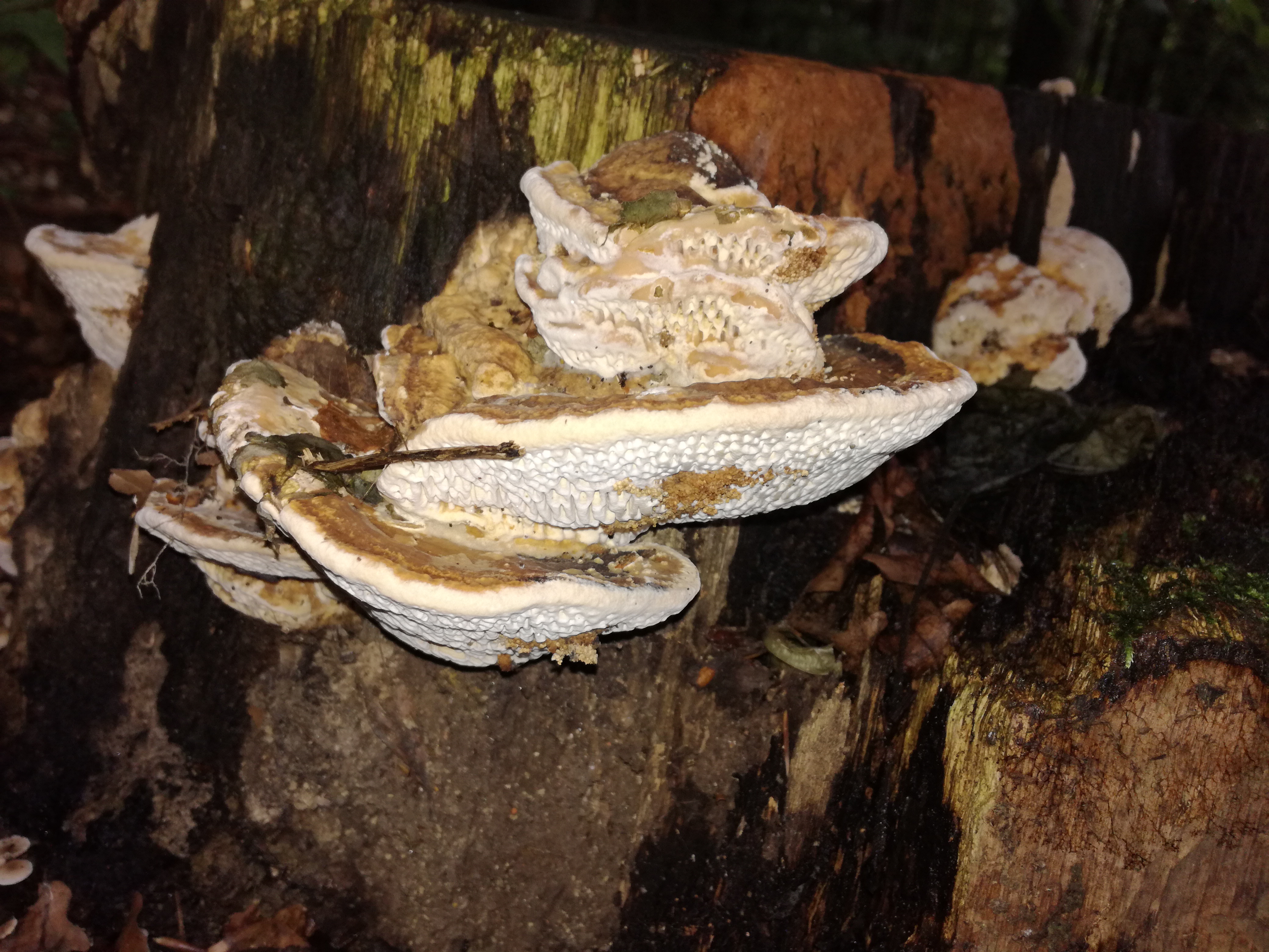 02102016195748 2887 art 1783 img 20160919 164313