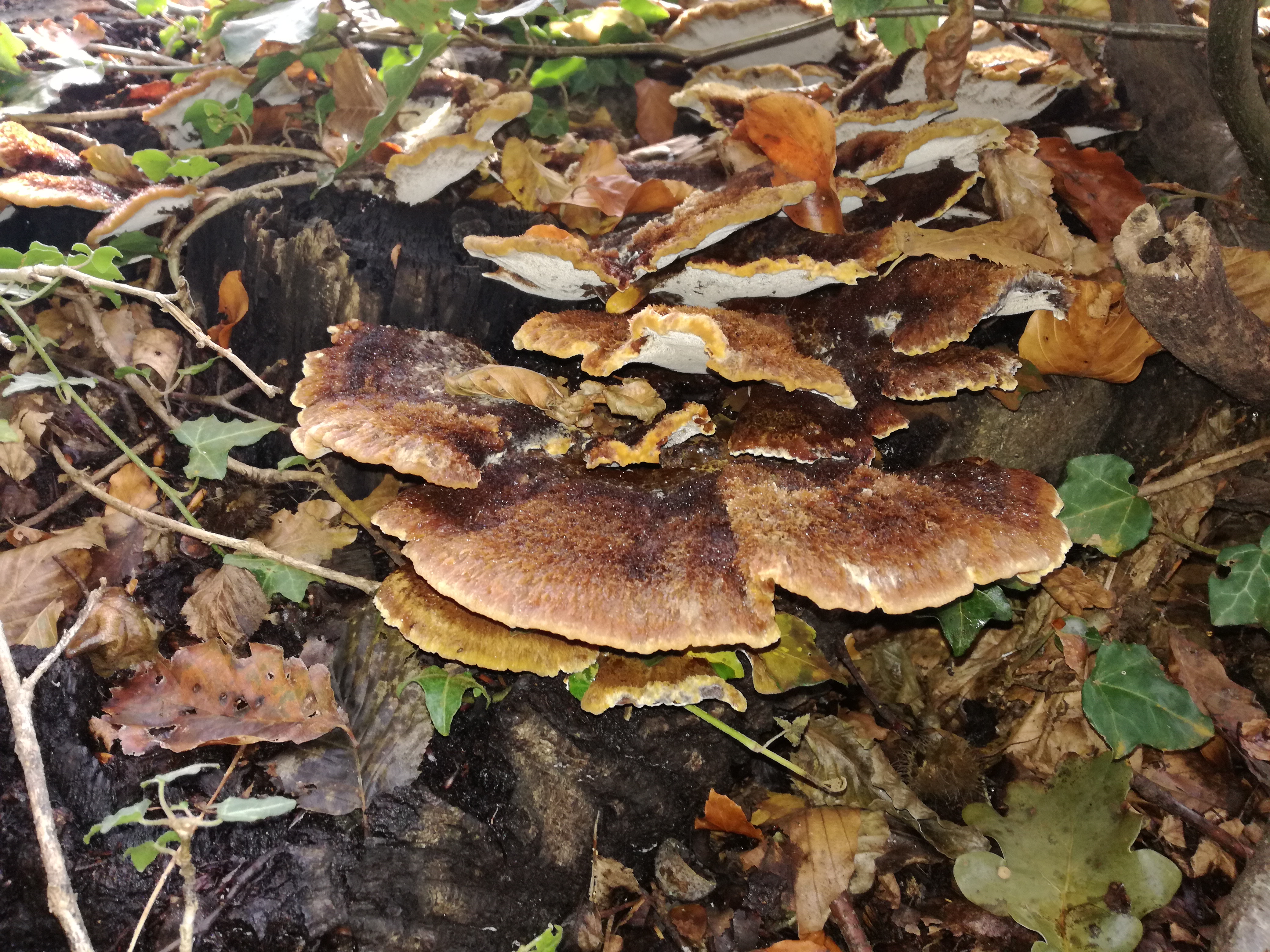 02102016201631 2889 art 1784 img 20160919 165036