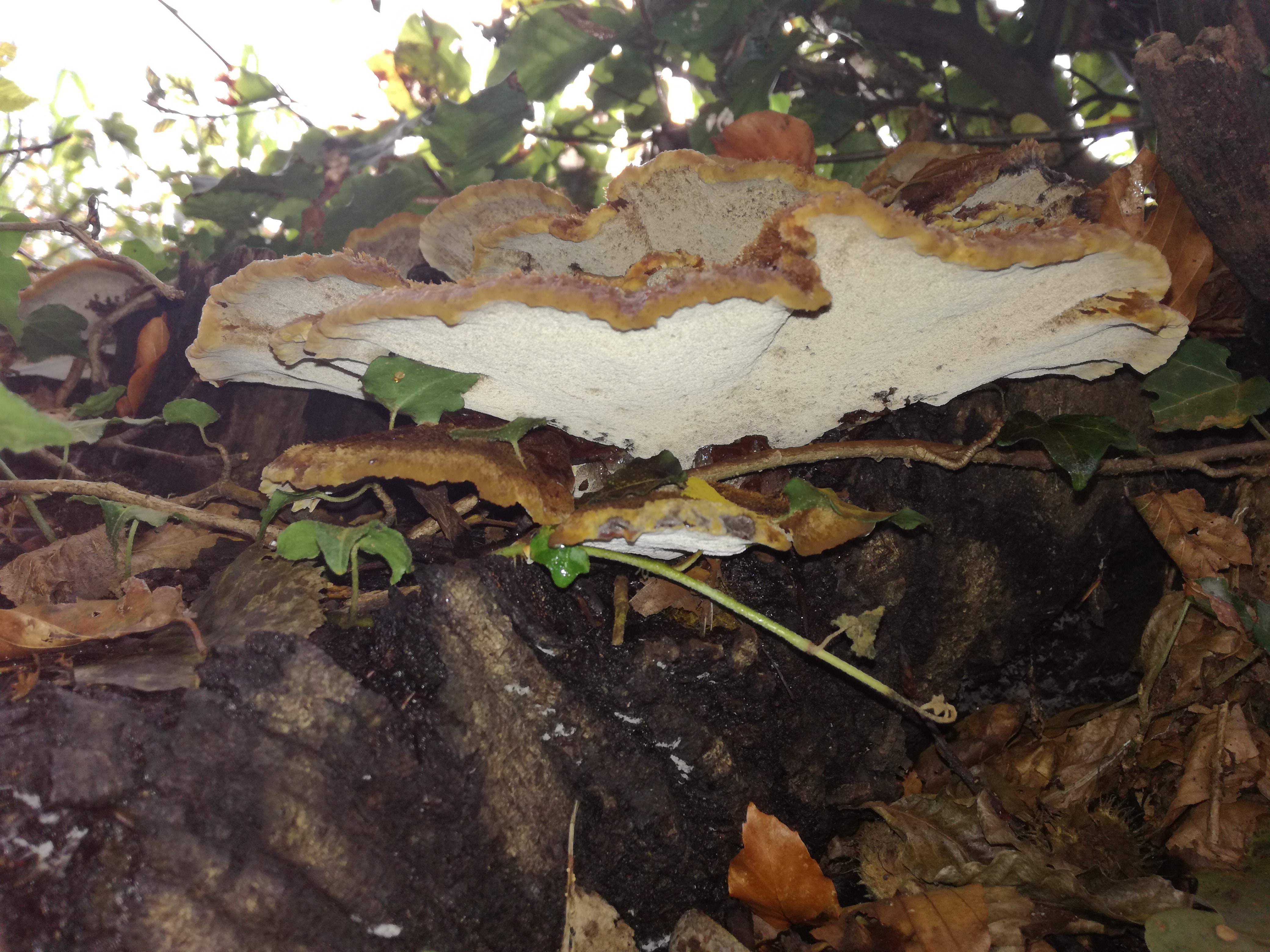 02102016201824 2890 art 1784 img 20160919 165041