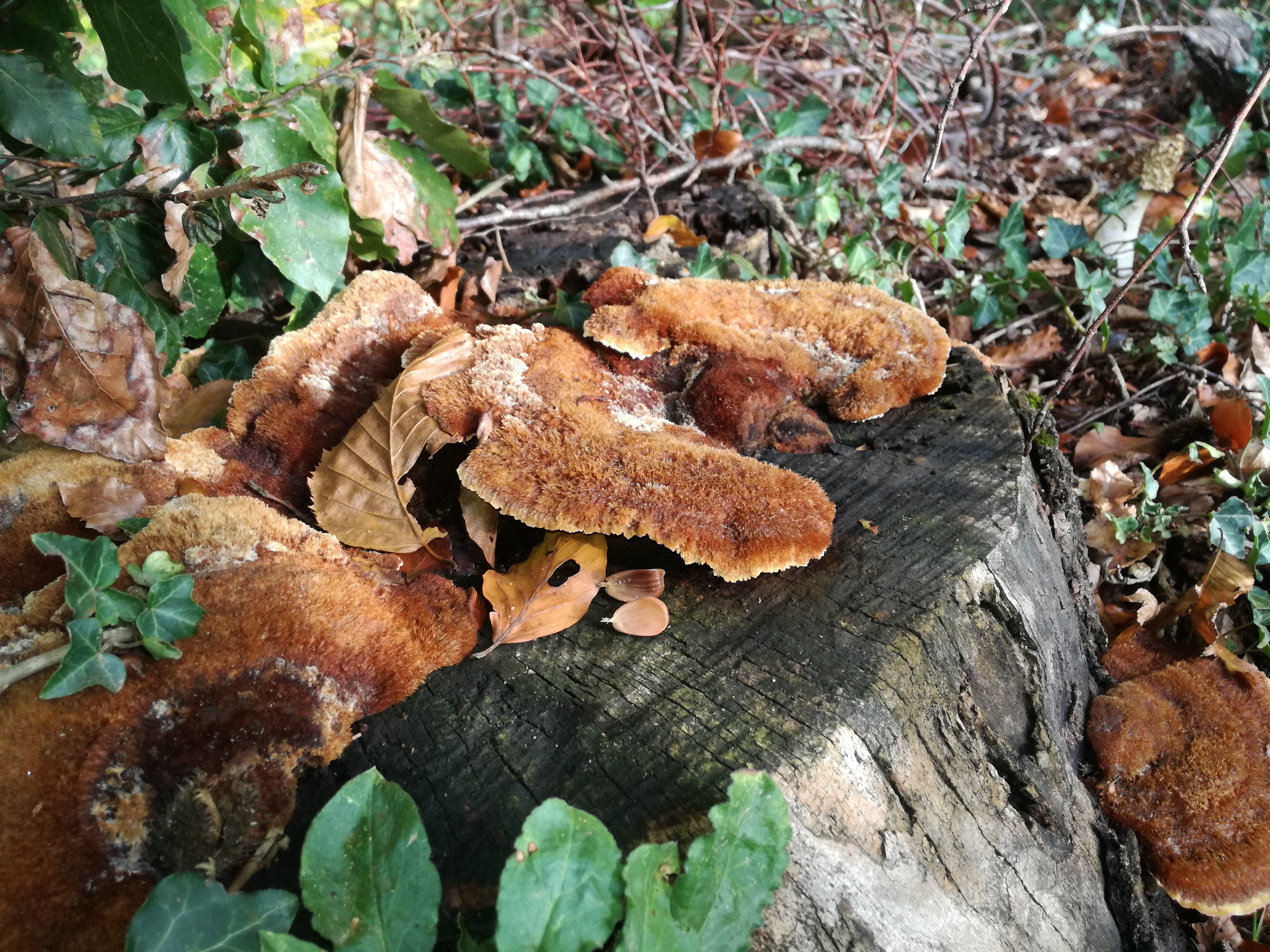 02102016202024 2891 art 1784 img 20160919 165108