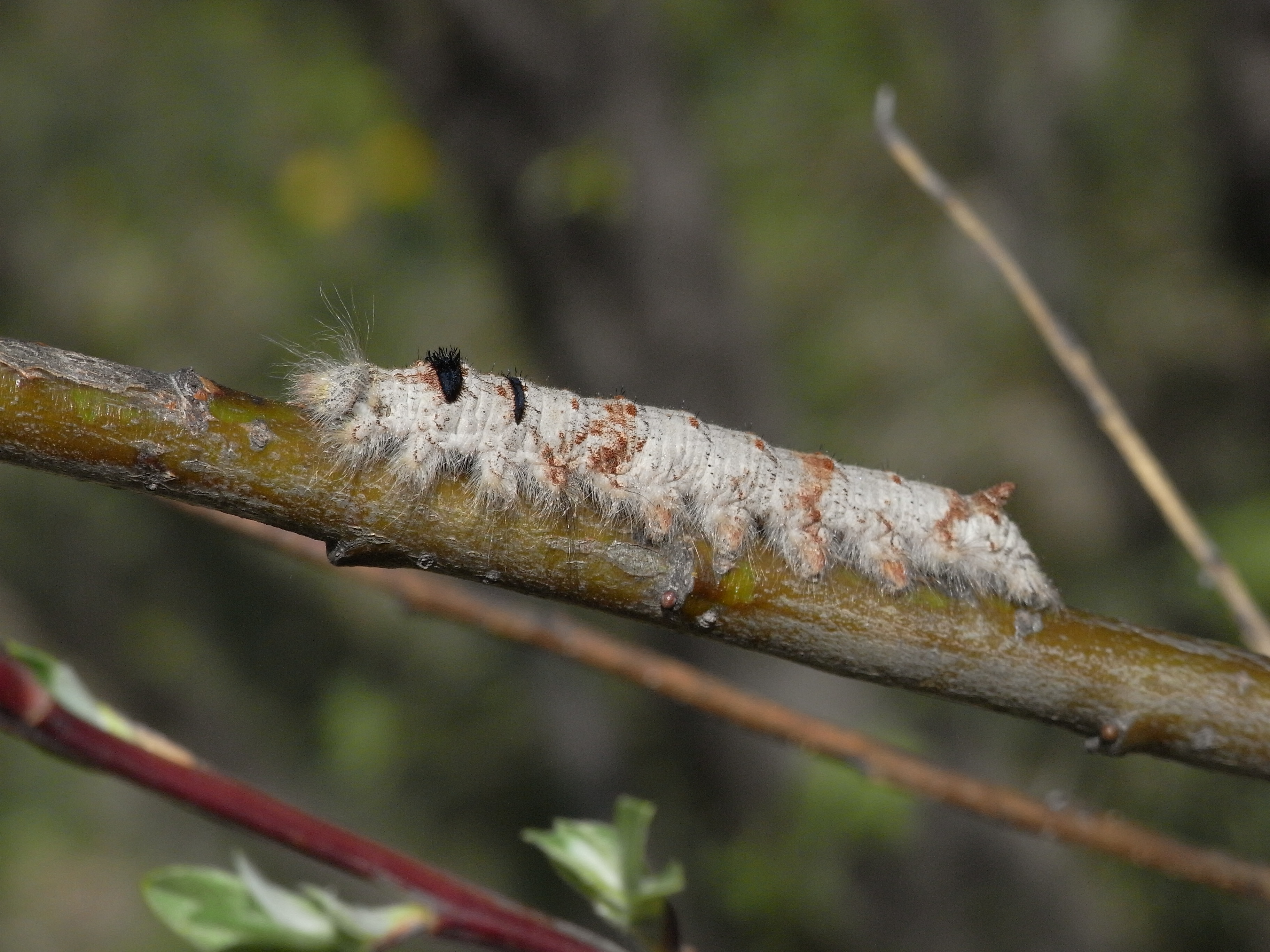 03062013215805 901 art 625 22572 fj amaro 1104