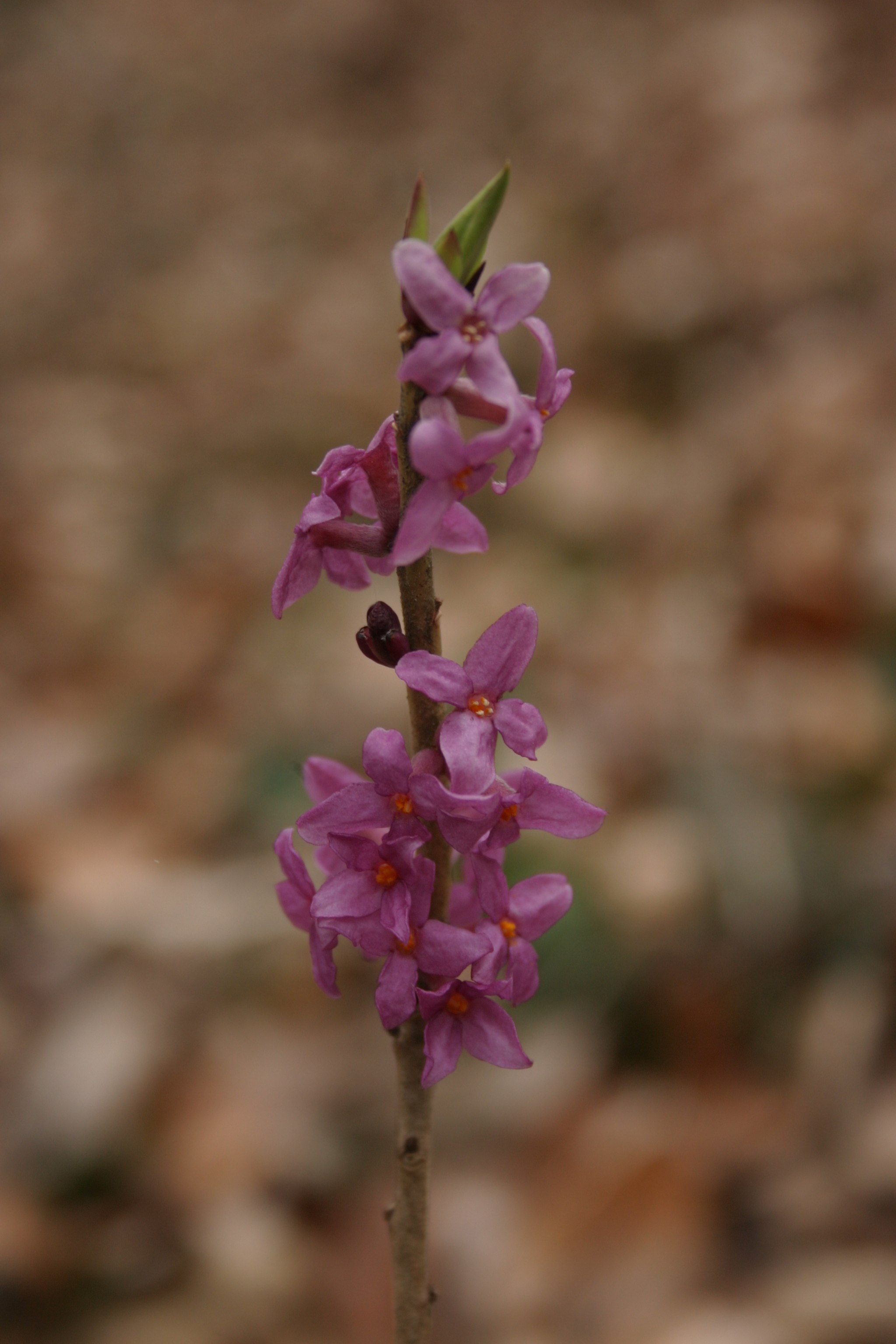 03092013111755 1893 art 483 daphne mezerum glbgkg albrechtshohe img 6069