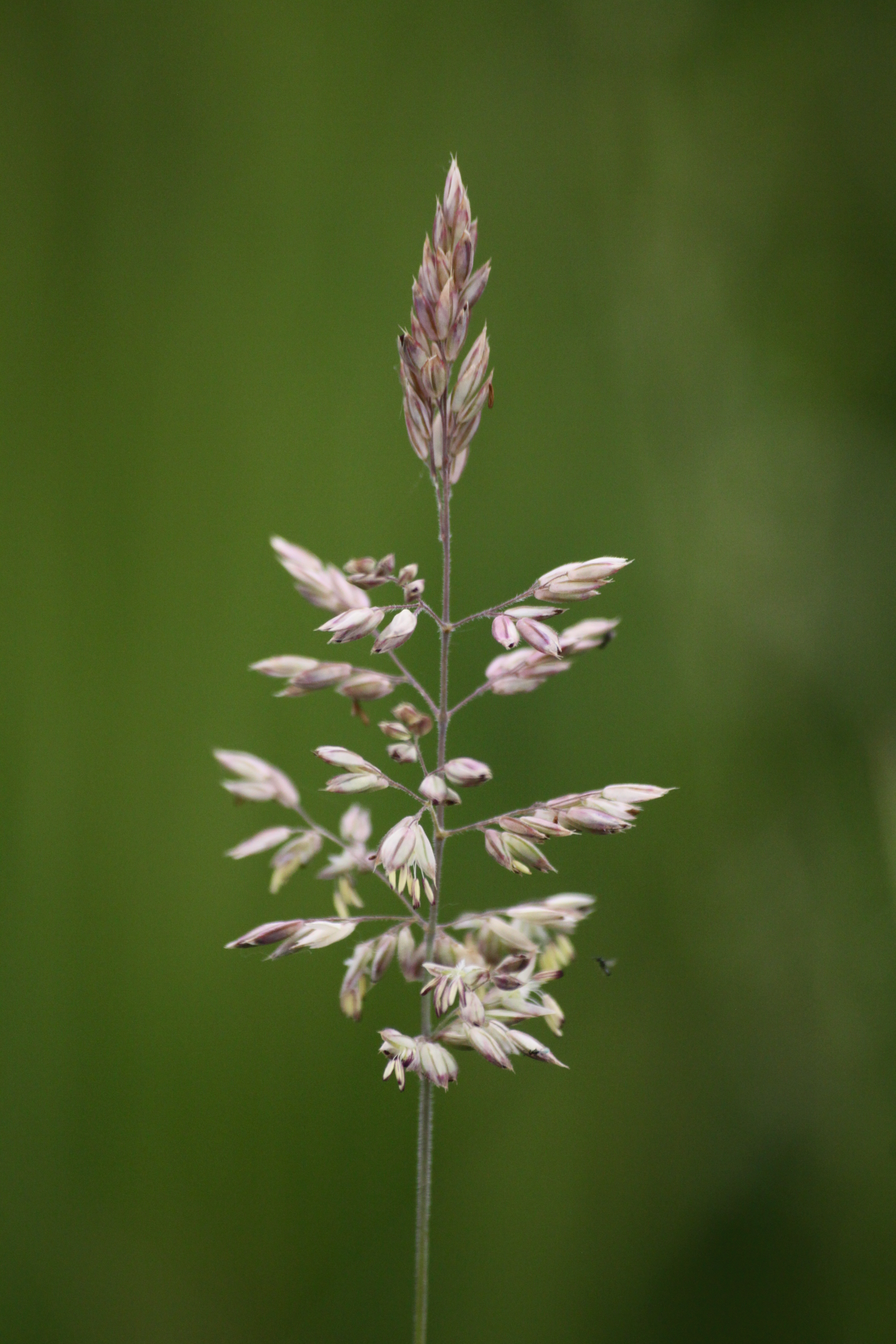 03092013115515 1907 art 567 holcus lanatus burgau sued 13 19