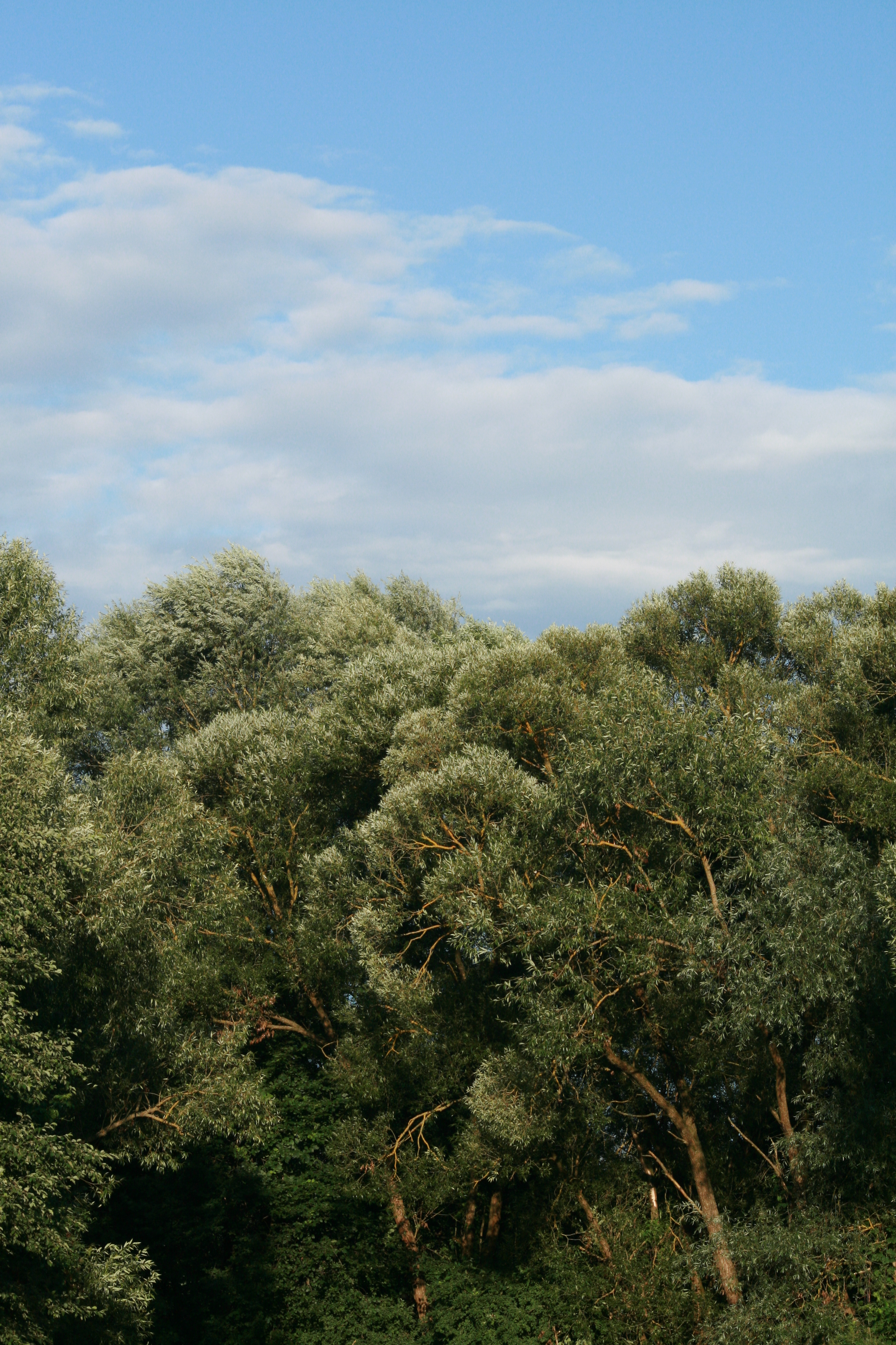 03092013142616 1937 art 267 salix alba maierhofermuhle 47 32