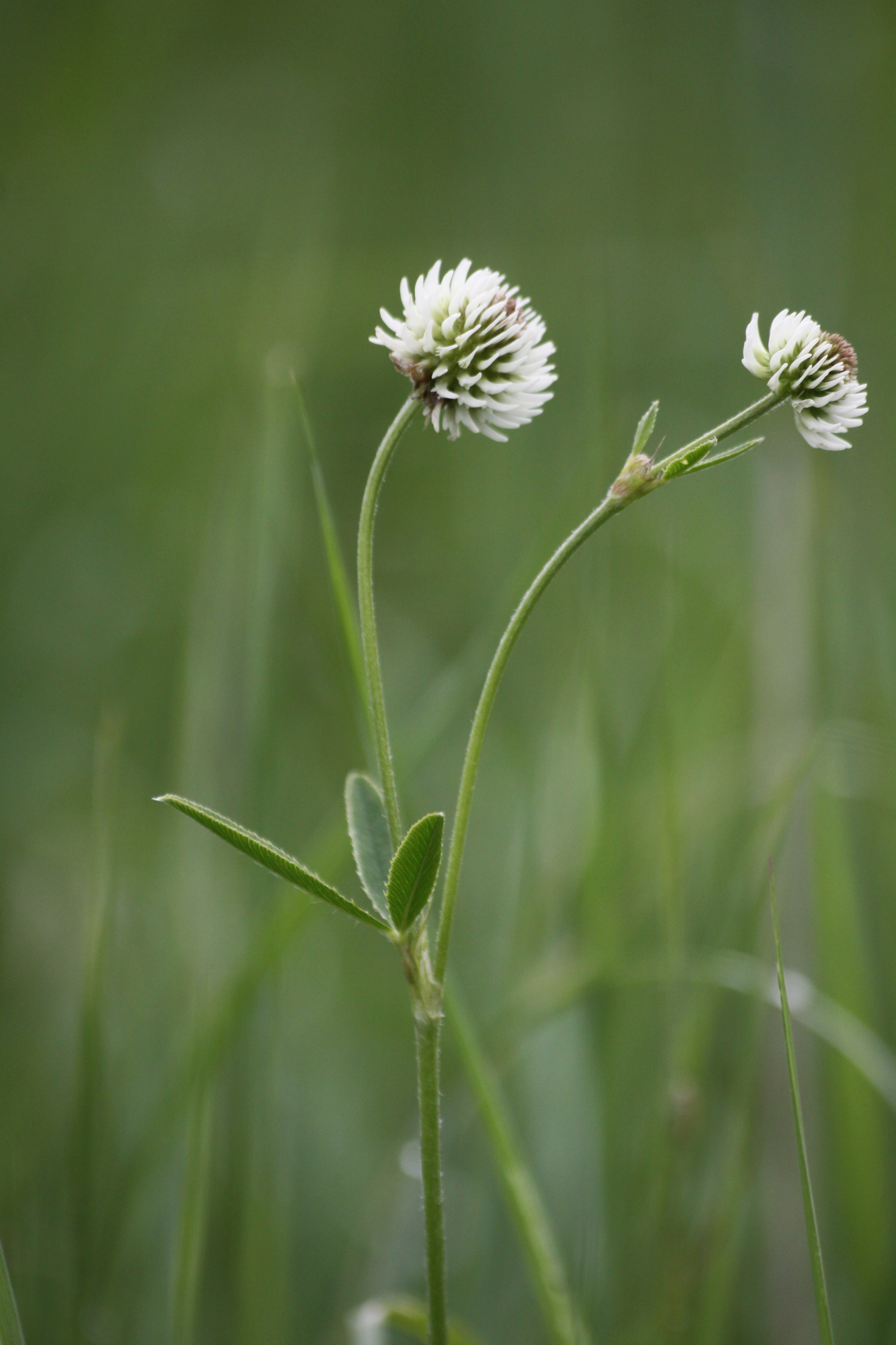 03092013152542 1954 art 555 trifolium montanum saschiz rumanien 9 3