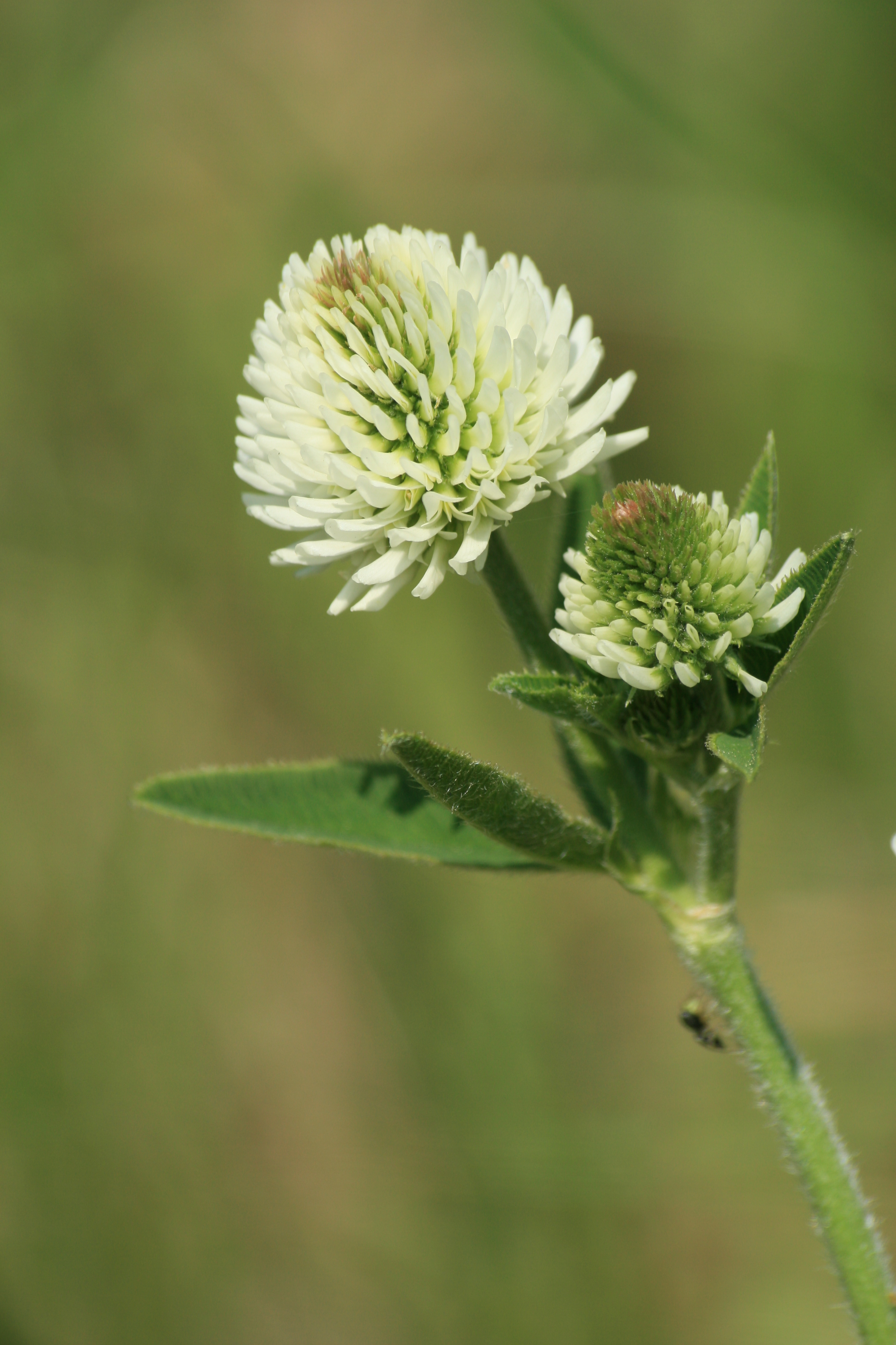 03092013152840 1955 art 555 trifolium montanum zinsbg img 7186 10