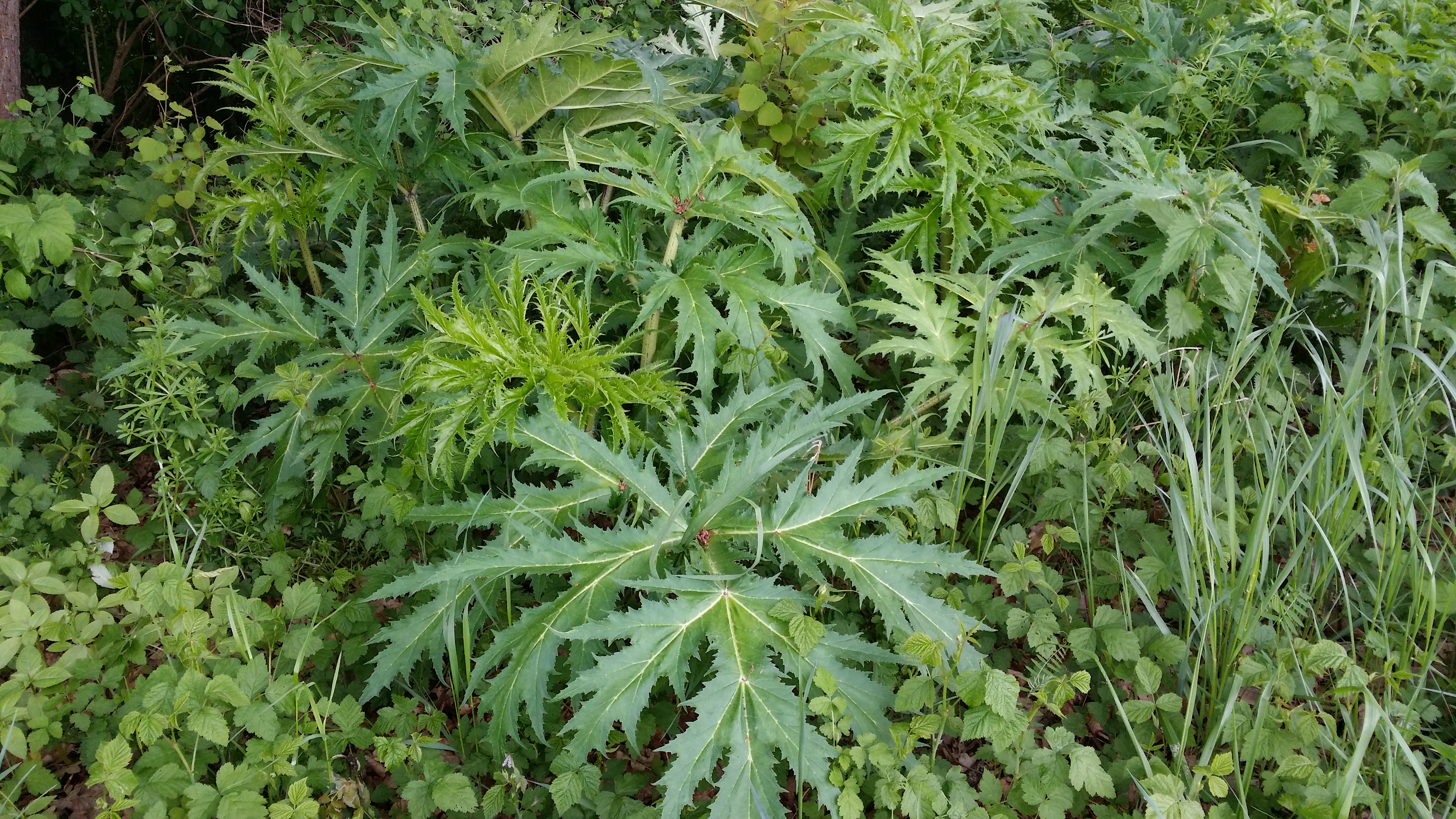 04052016182915 2811 art 1748 20160504 heracleum mantegazzianum