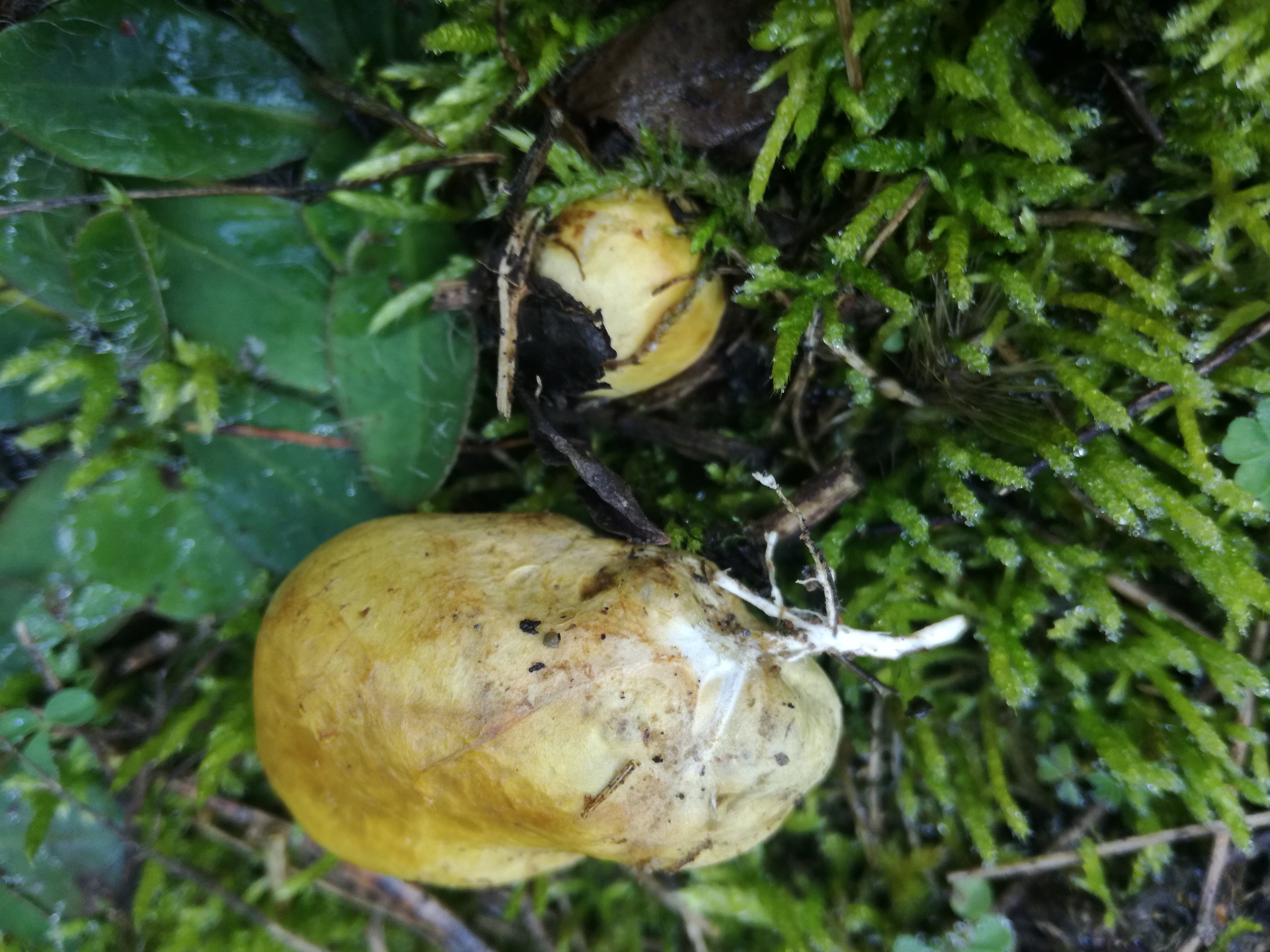 04112017231321 3267 art 1948 img 20171104 115413