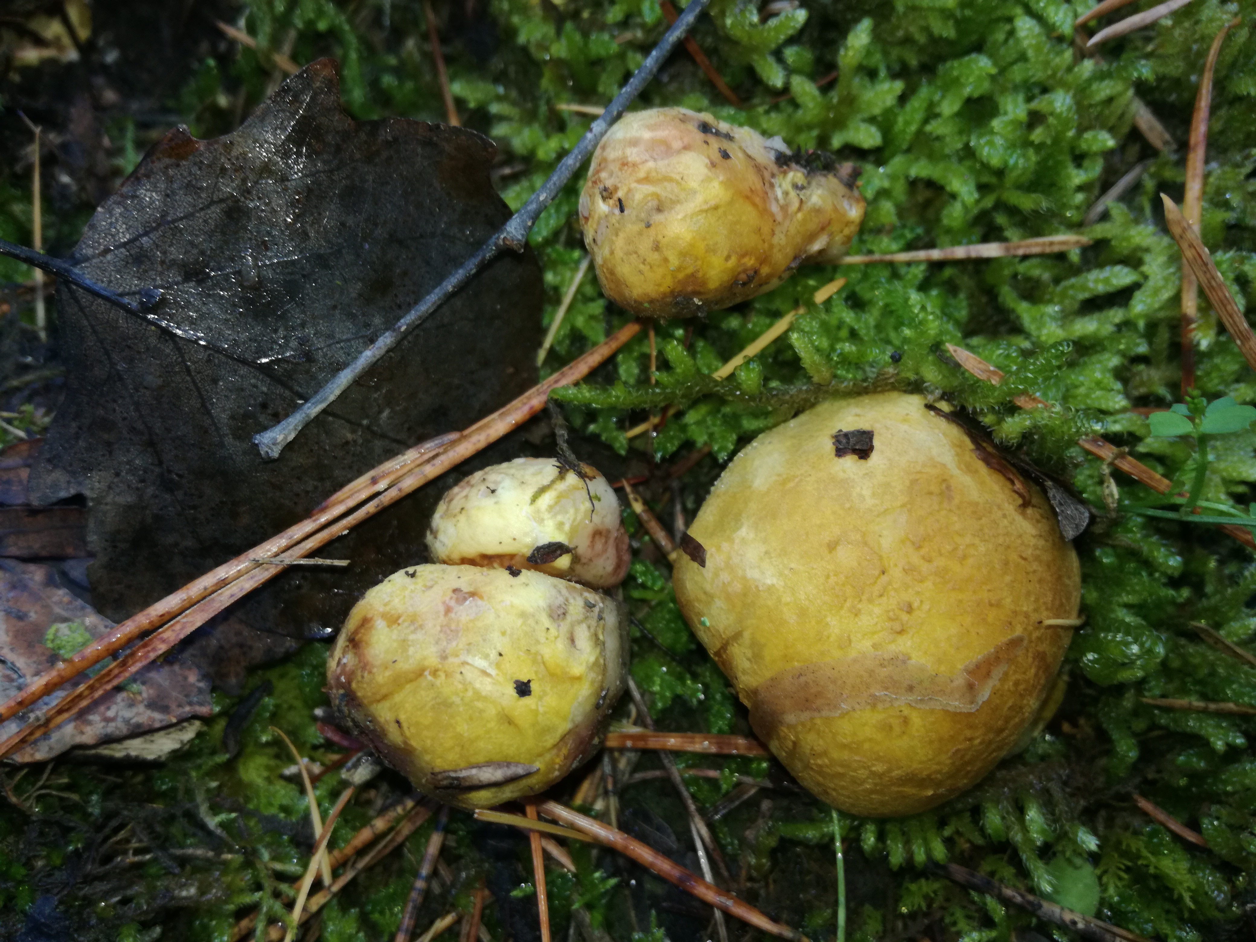 04112017231610 3268 art 1948 img 20171104 115934