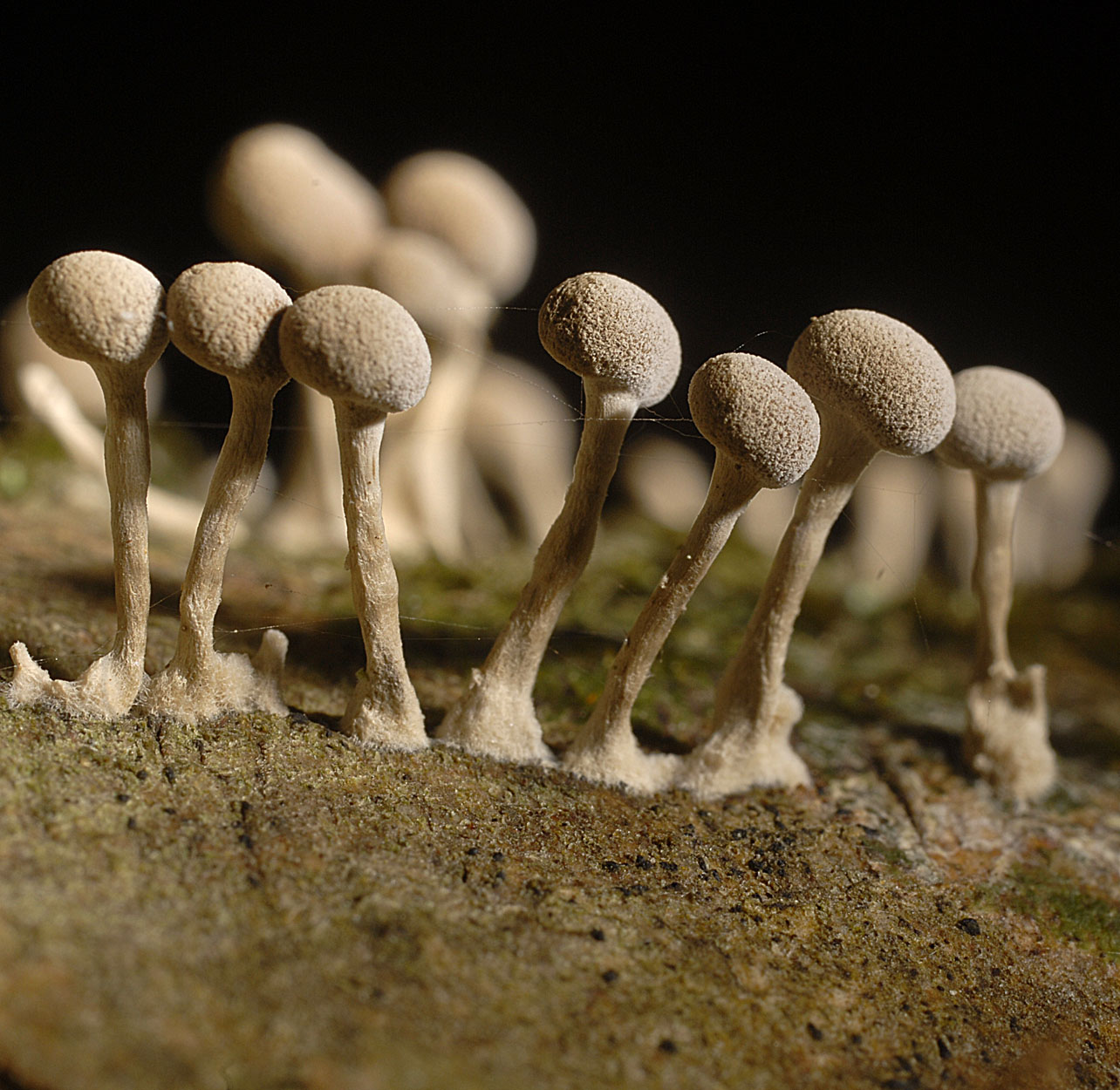 06052013182250 255 art 285 6955 phleogena faginea e123 kopie