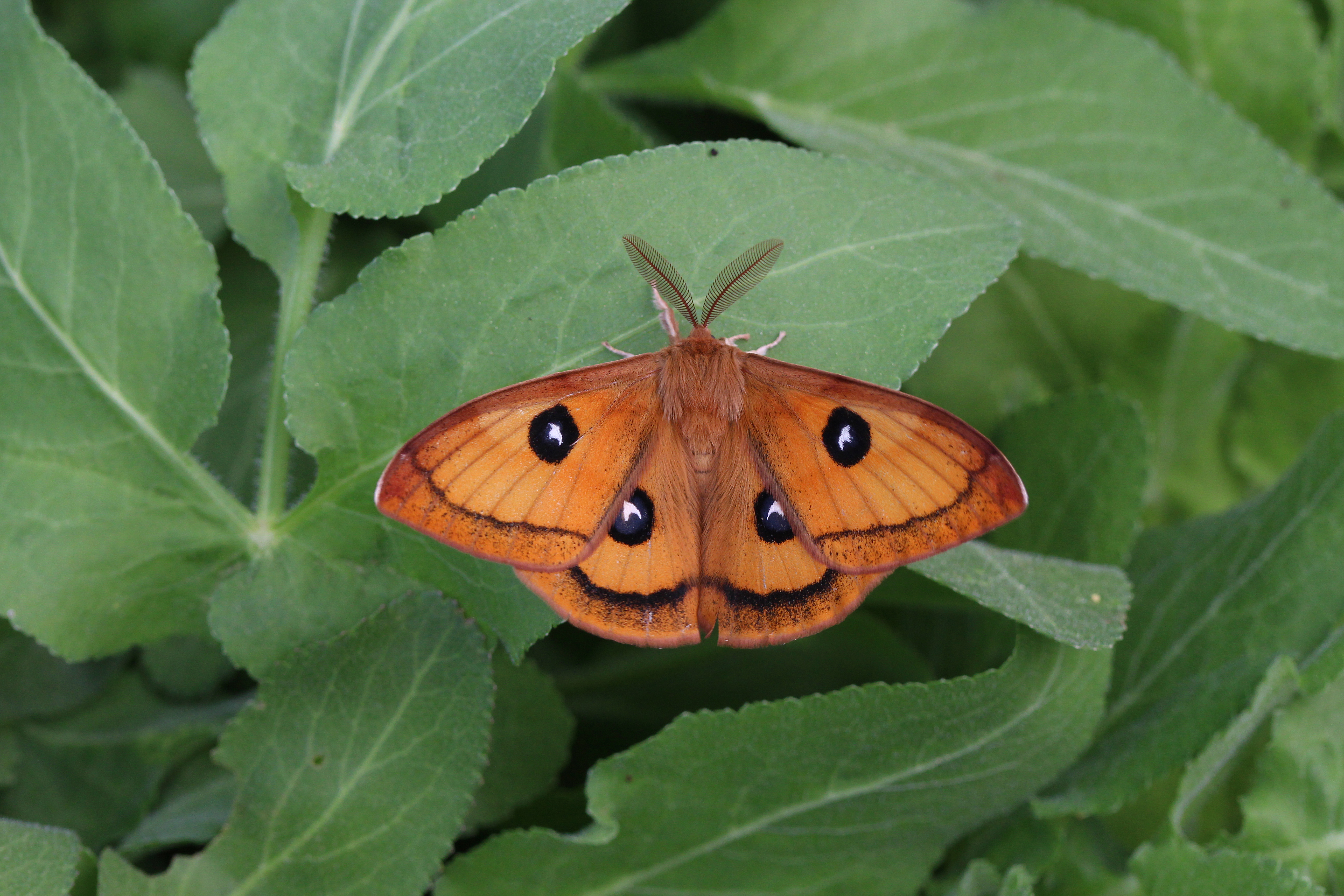 06122013125932 2225 art 613 aglia tau 28