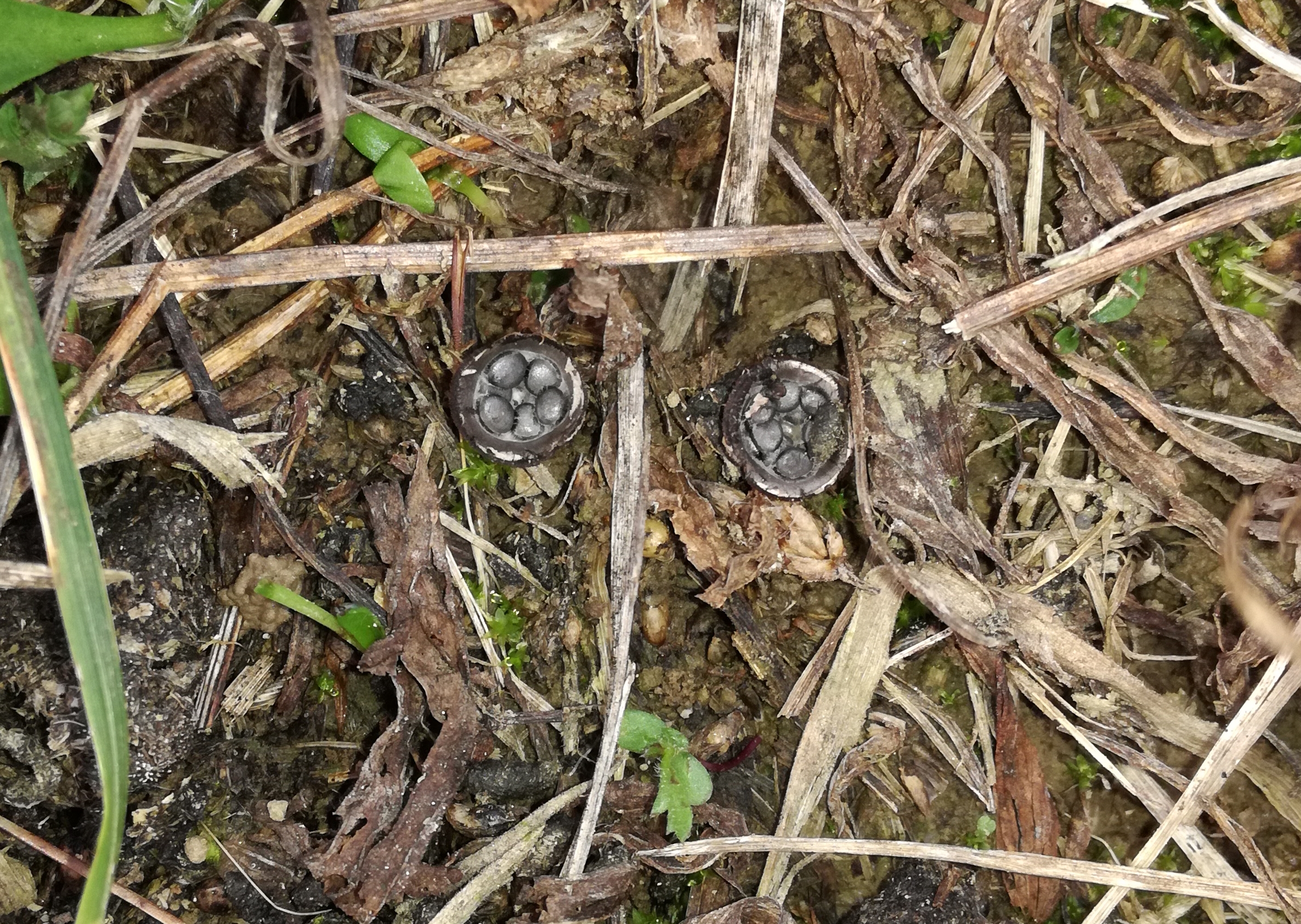 07112017165414 3299 art 765 cyathus stercoreus