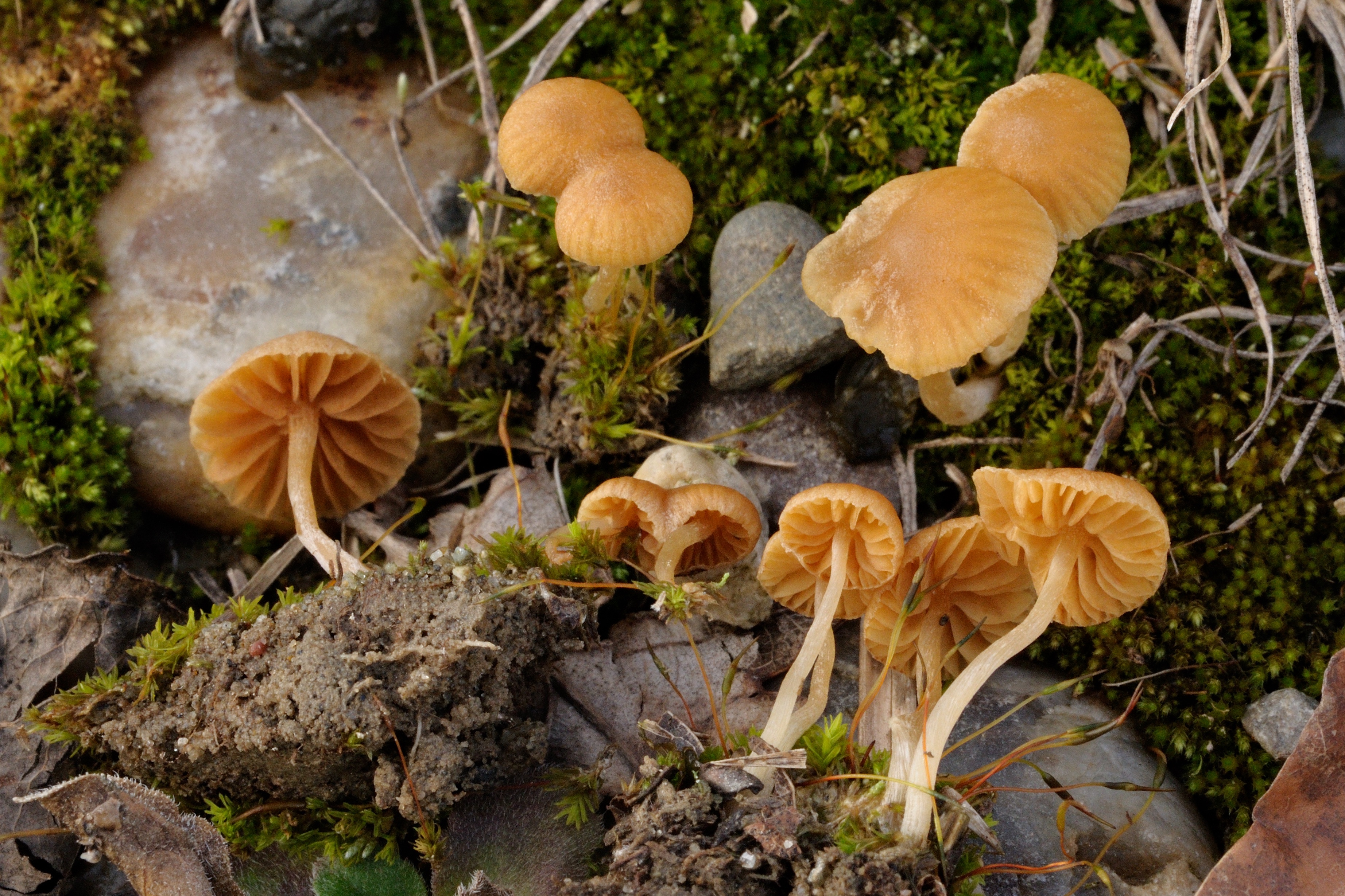 08052018210705 3569 art 2141 galerina spec