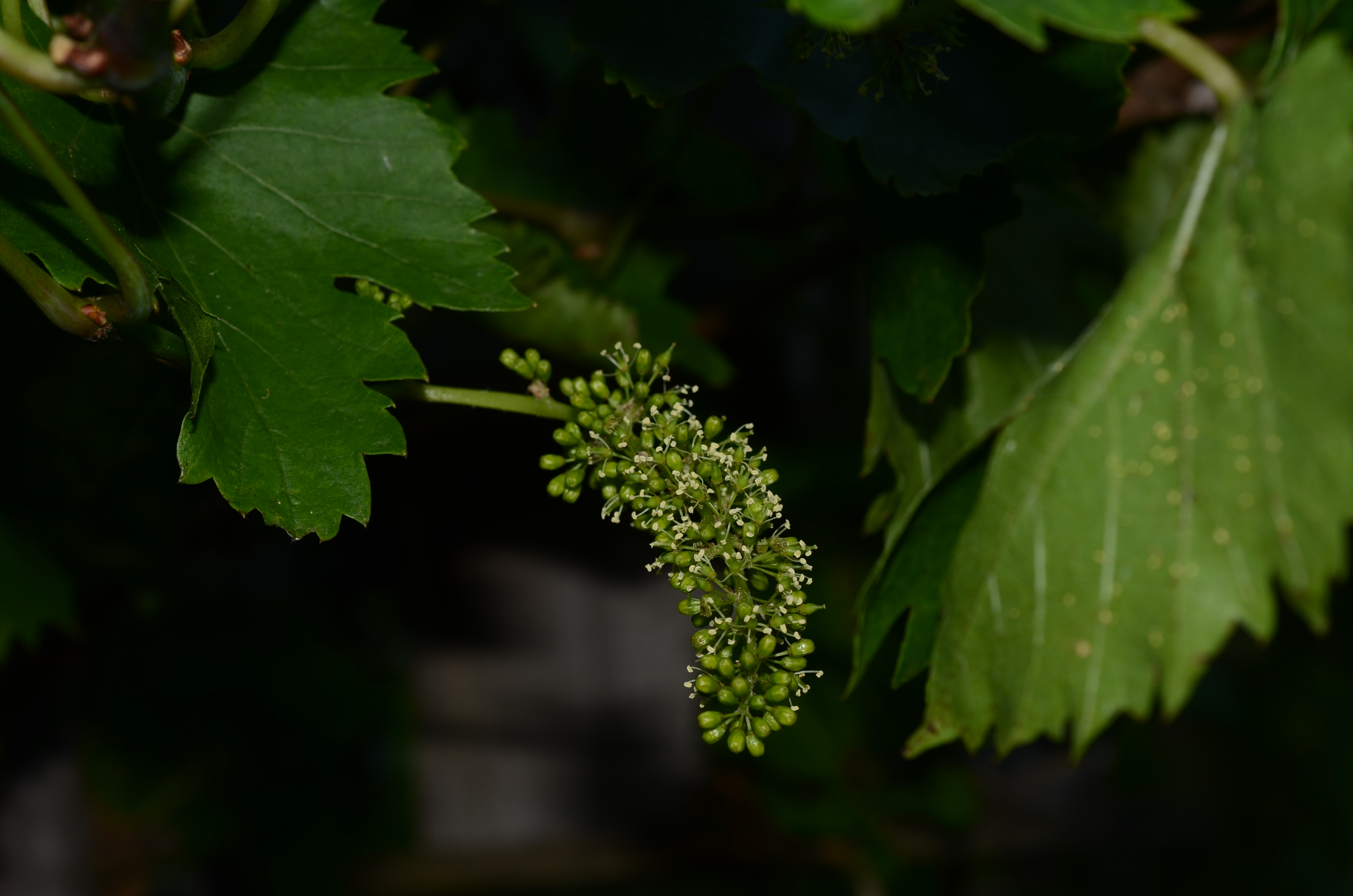09062014201723 2496 art 1536 dsc 5122