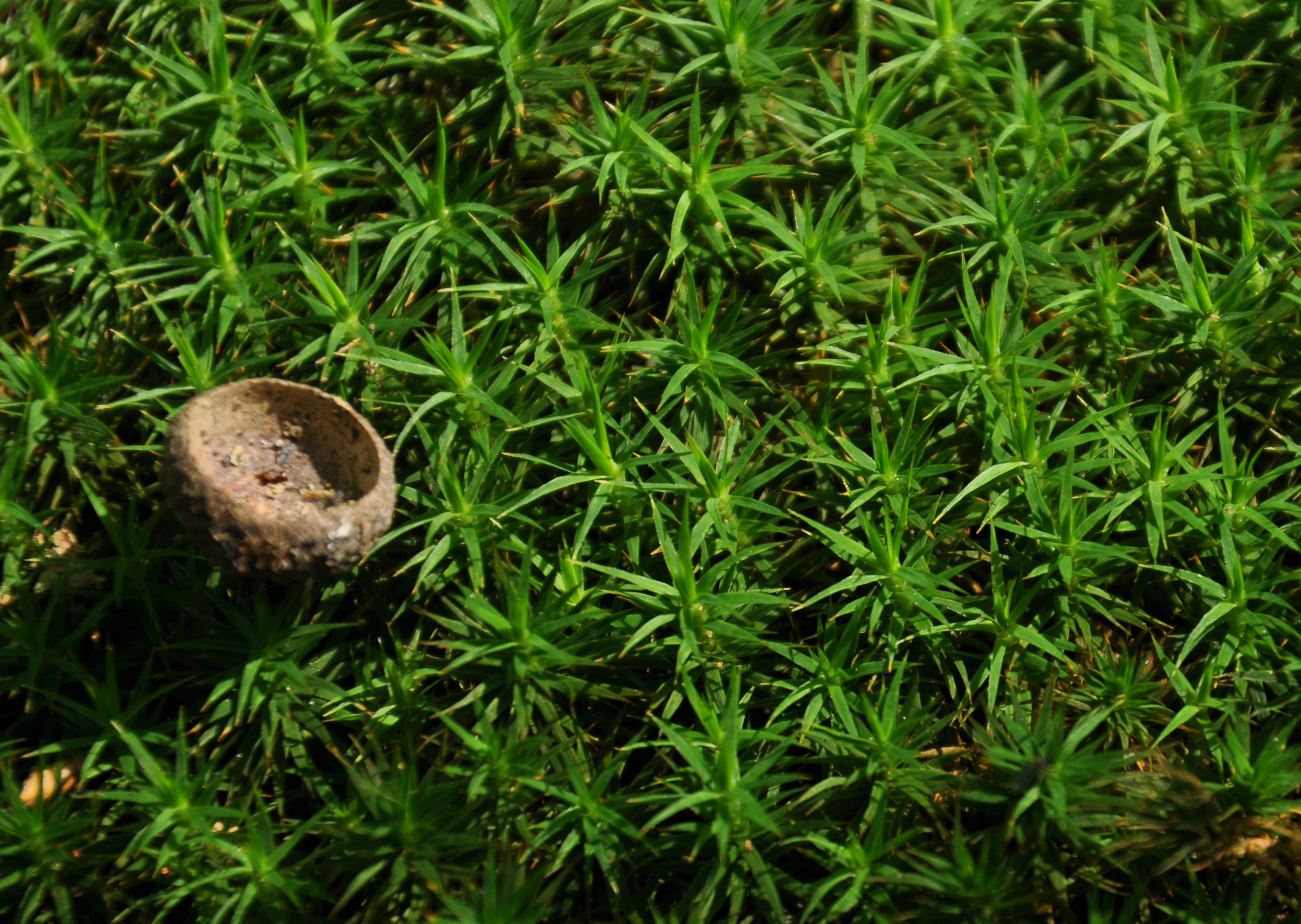 09082013171438 1266 art 1150 polytrich formos dsc 0080