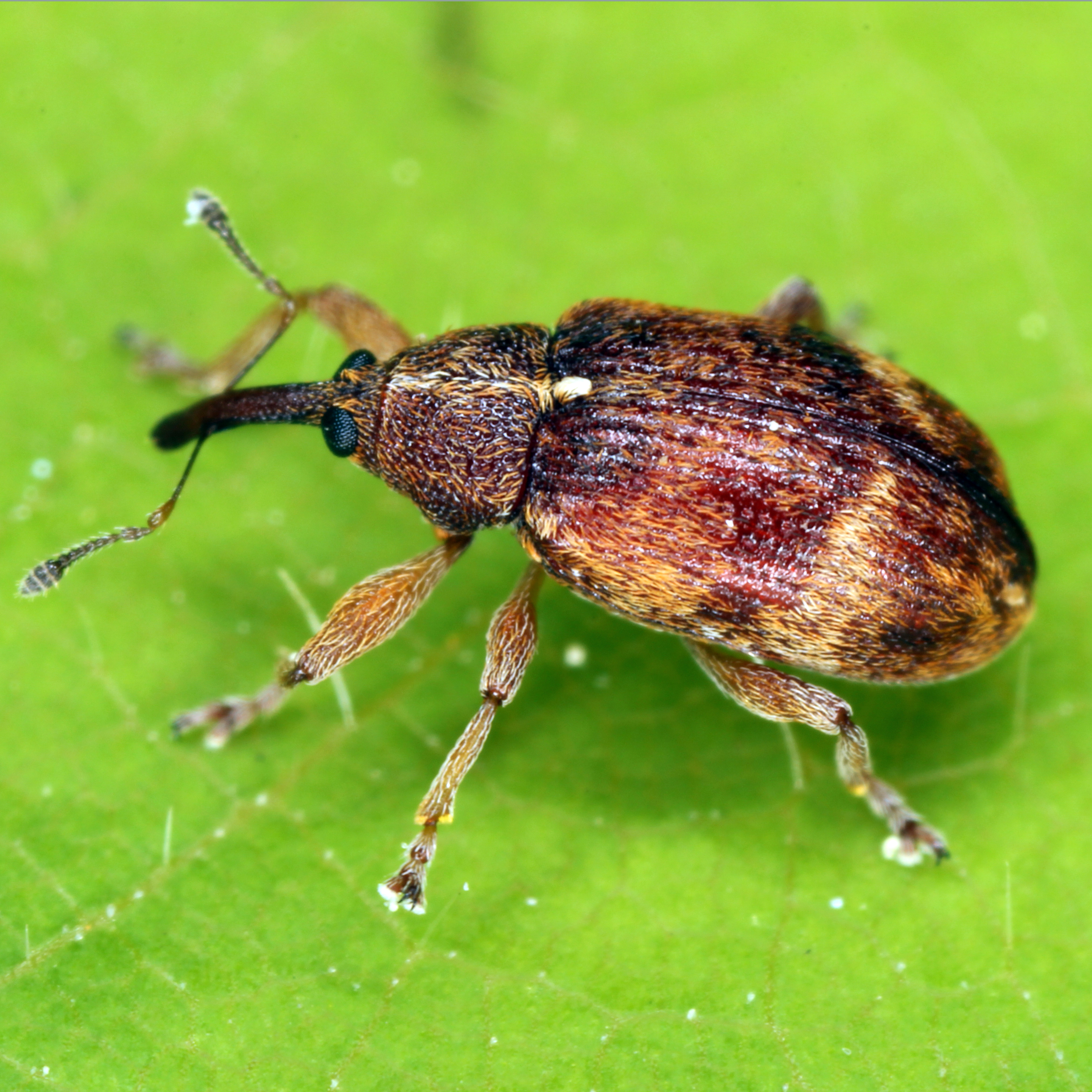 10012016210555 2772 art 1589 anthonomus pedicularius