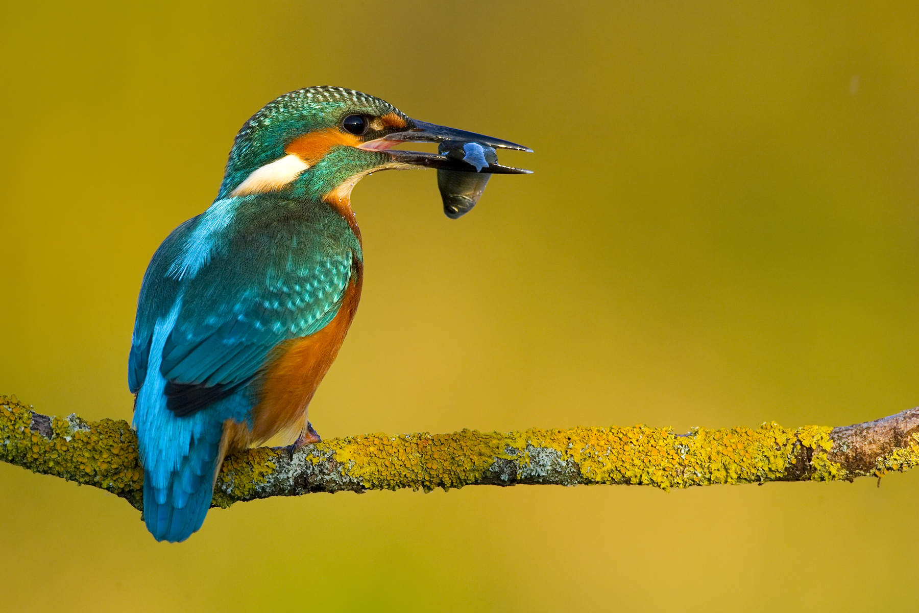 10072013200925 1087 art 828 eisvogel