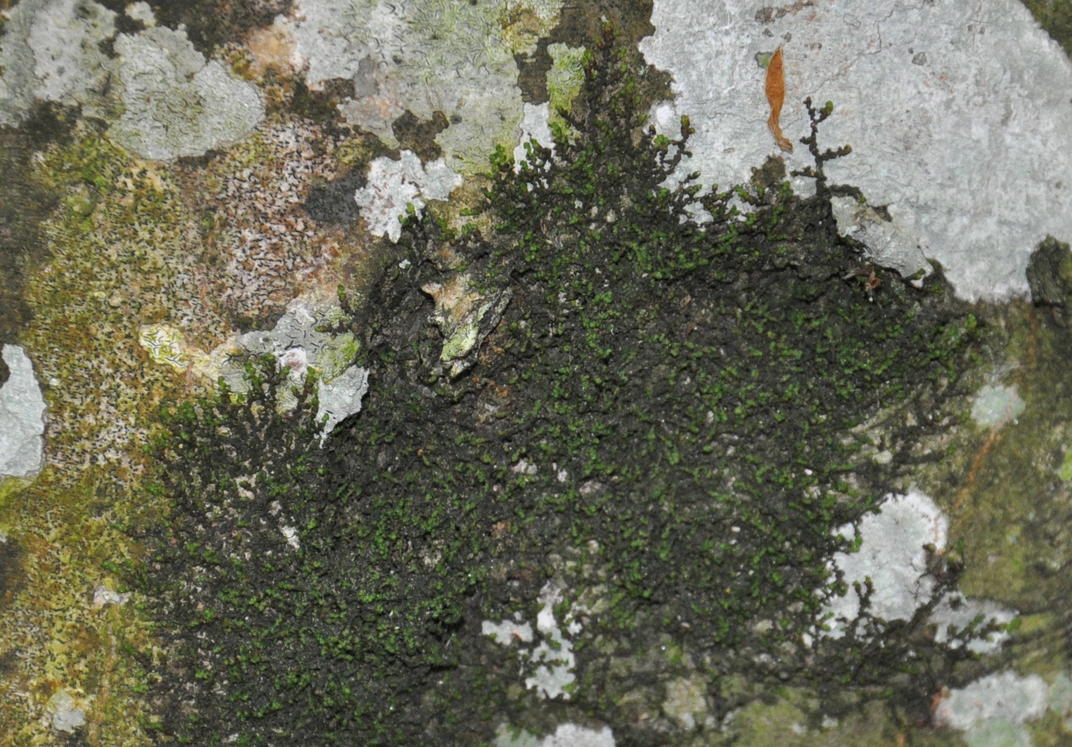 10082013101033 1275 art 1160 frullania dsc 0216