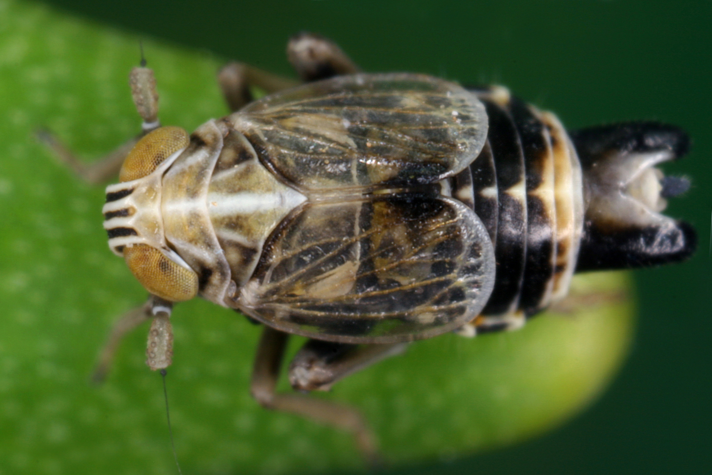 10092013121219 2033 art 1386 dicranotropis hamata quecken spornzikadem4.2