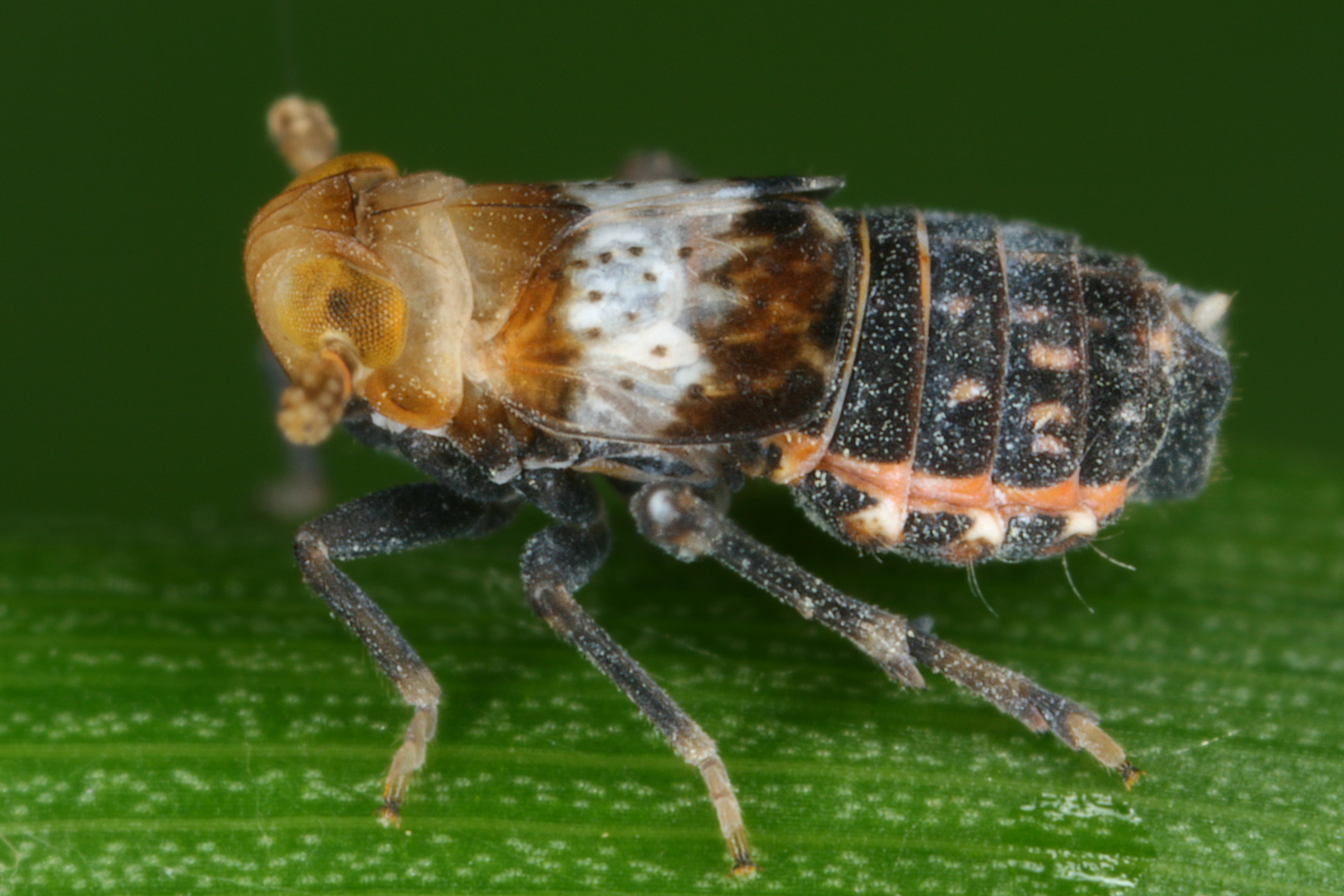10092013122902 2035 art 1388 conomelus lorifer sudliche binsenspornzikademb30.2