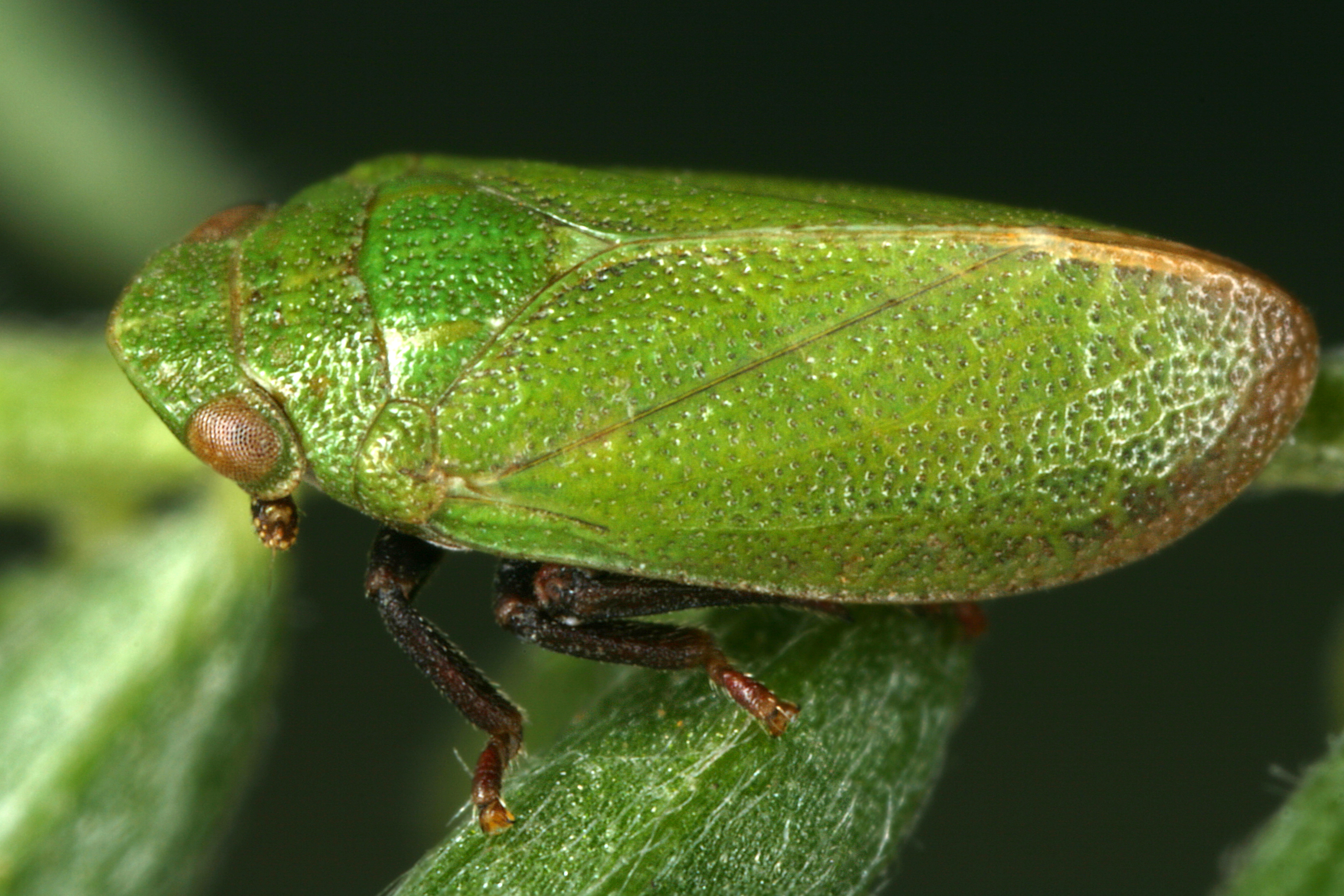 10092013132530 2039 art 1390 tettigometra virescens grune ameisenzikade10.2