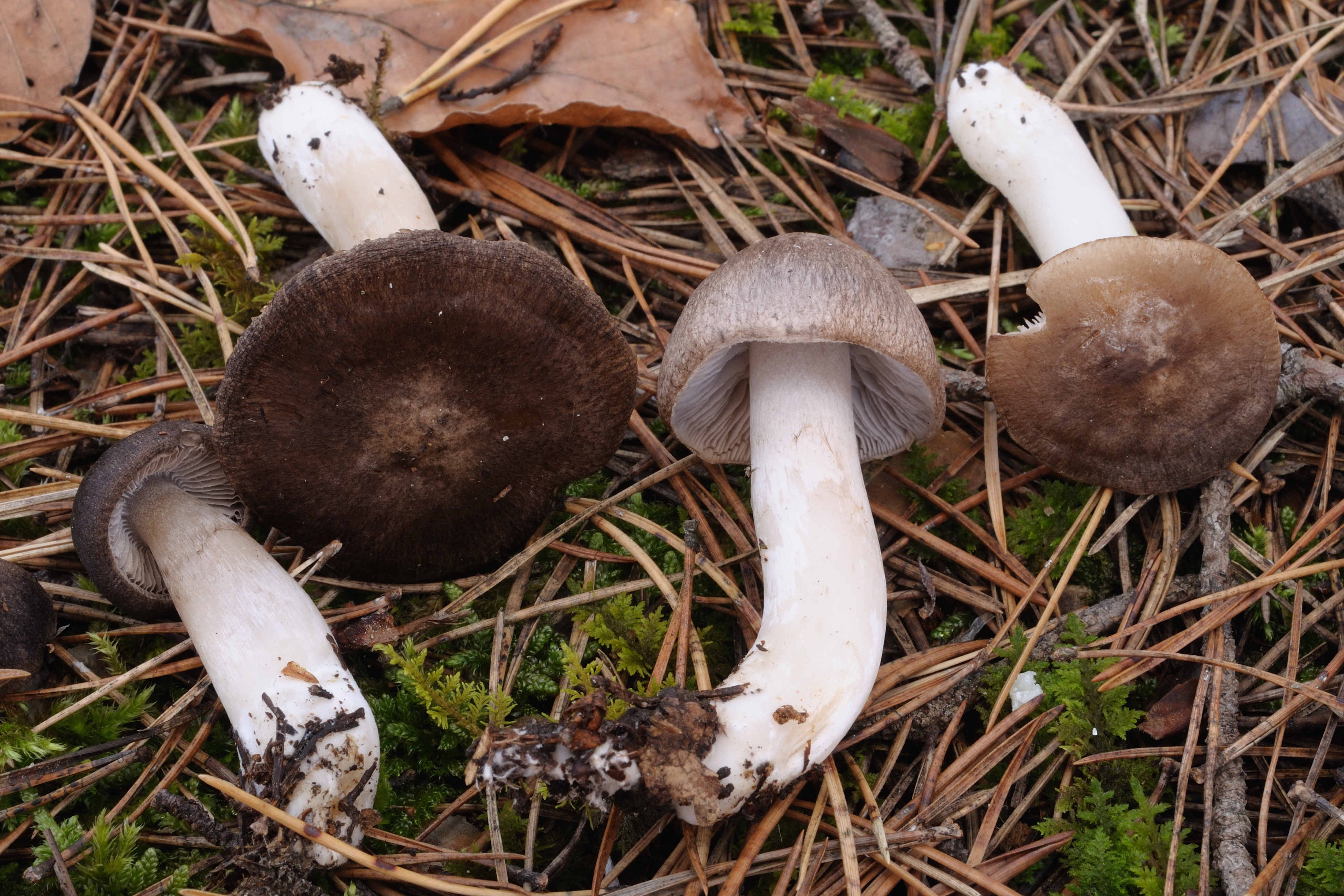 11052018182404 3600 art 2165 2009 11 22 hebalm 26. august 2007 068