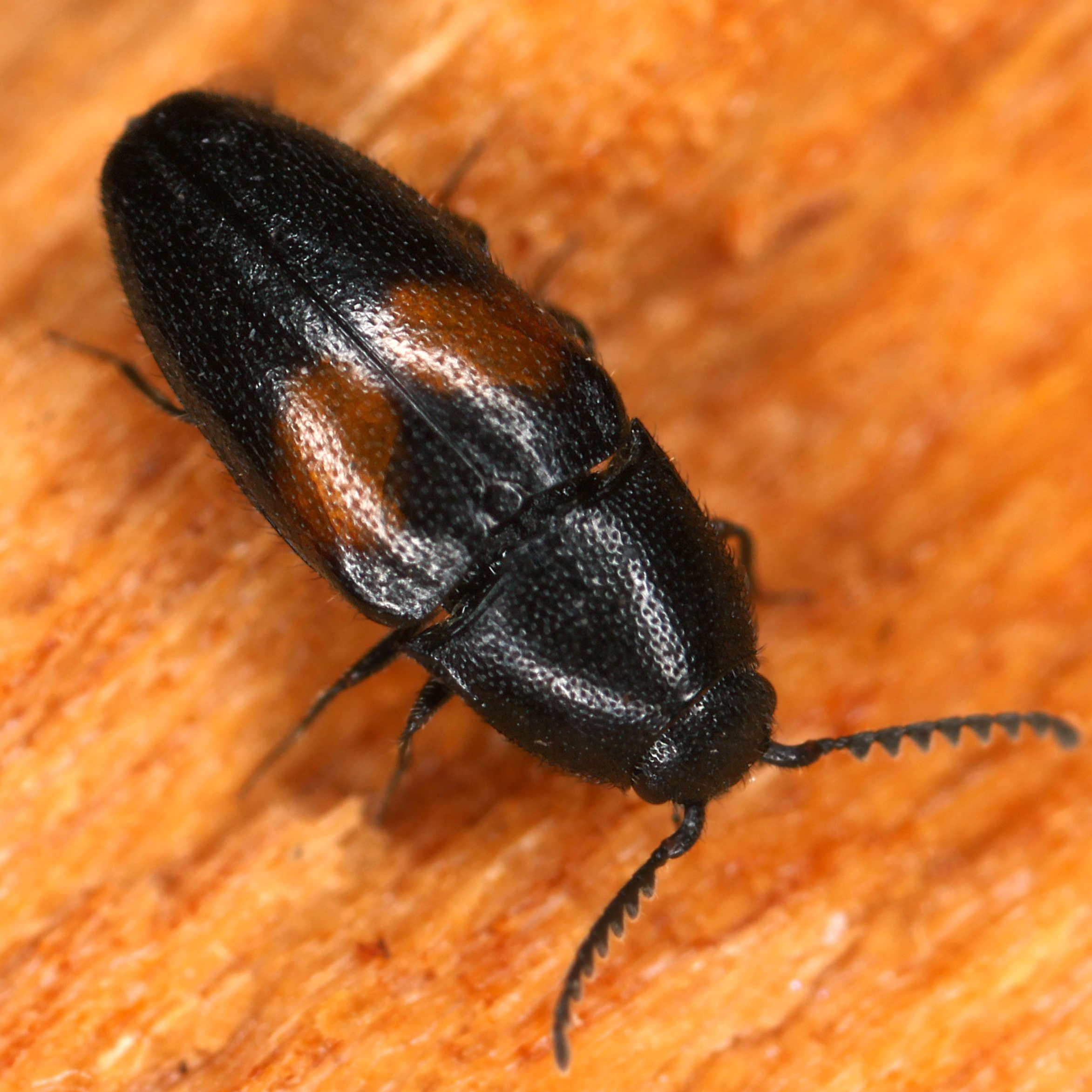 11092014183129 2667 art 1625 drapetes cinctus 4 1