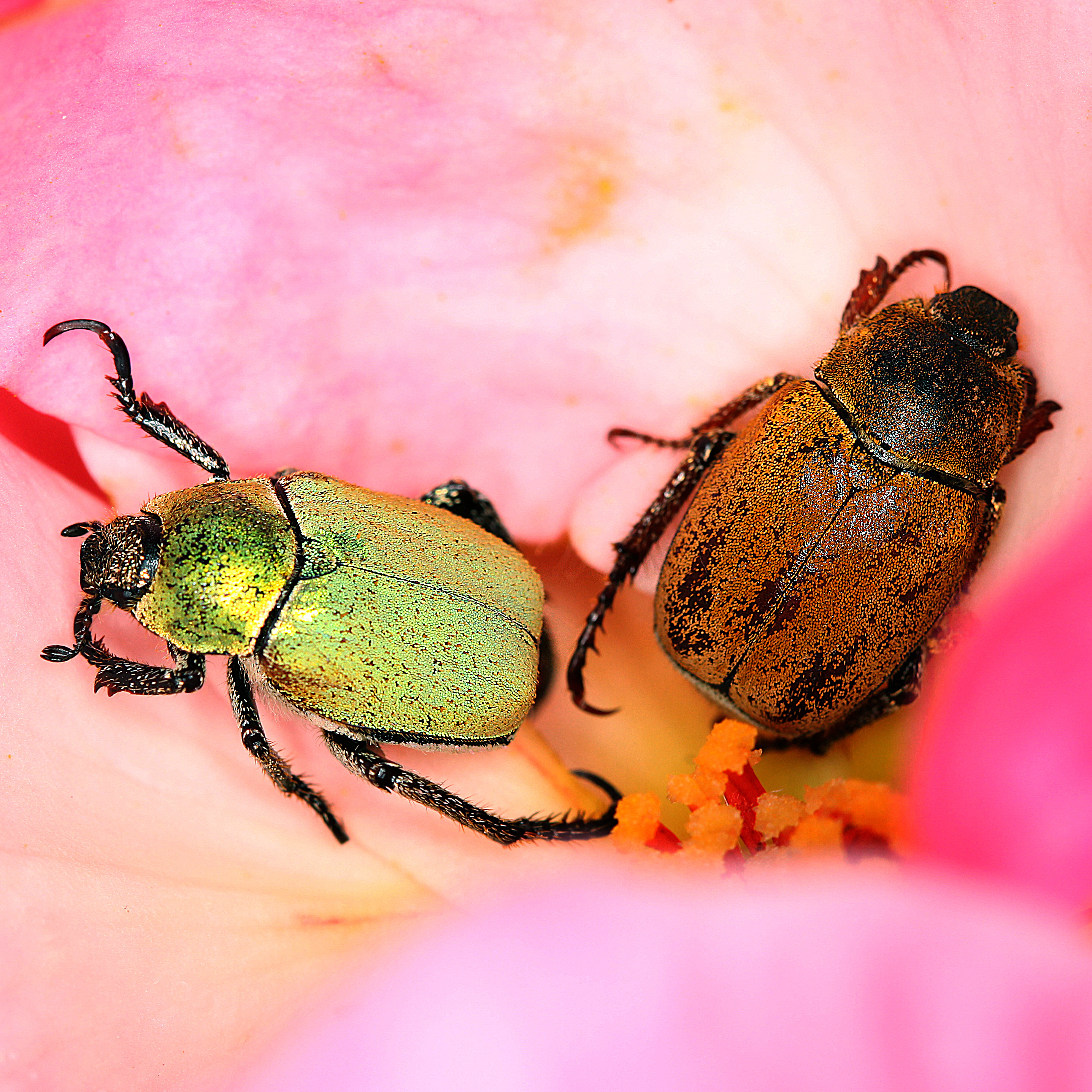 11092014194653 2677 art 1635 hoplia argentea 4