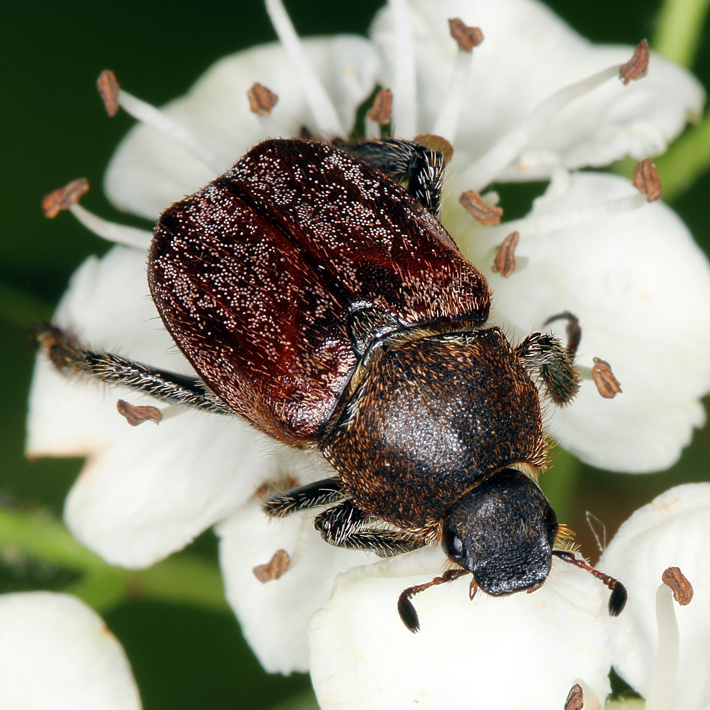 11092014194928 2678 art 1636 hoplia praticola 1