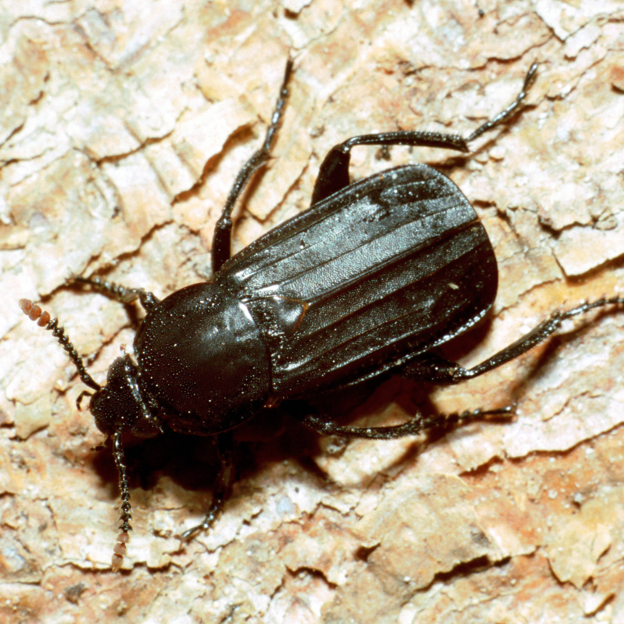 11092014211701 2701 art 1659 necrodes littoralis 1