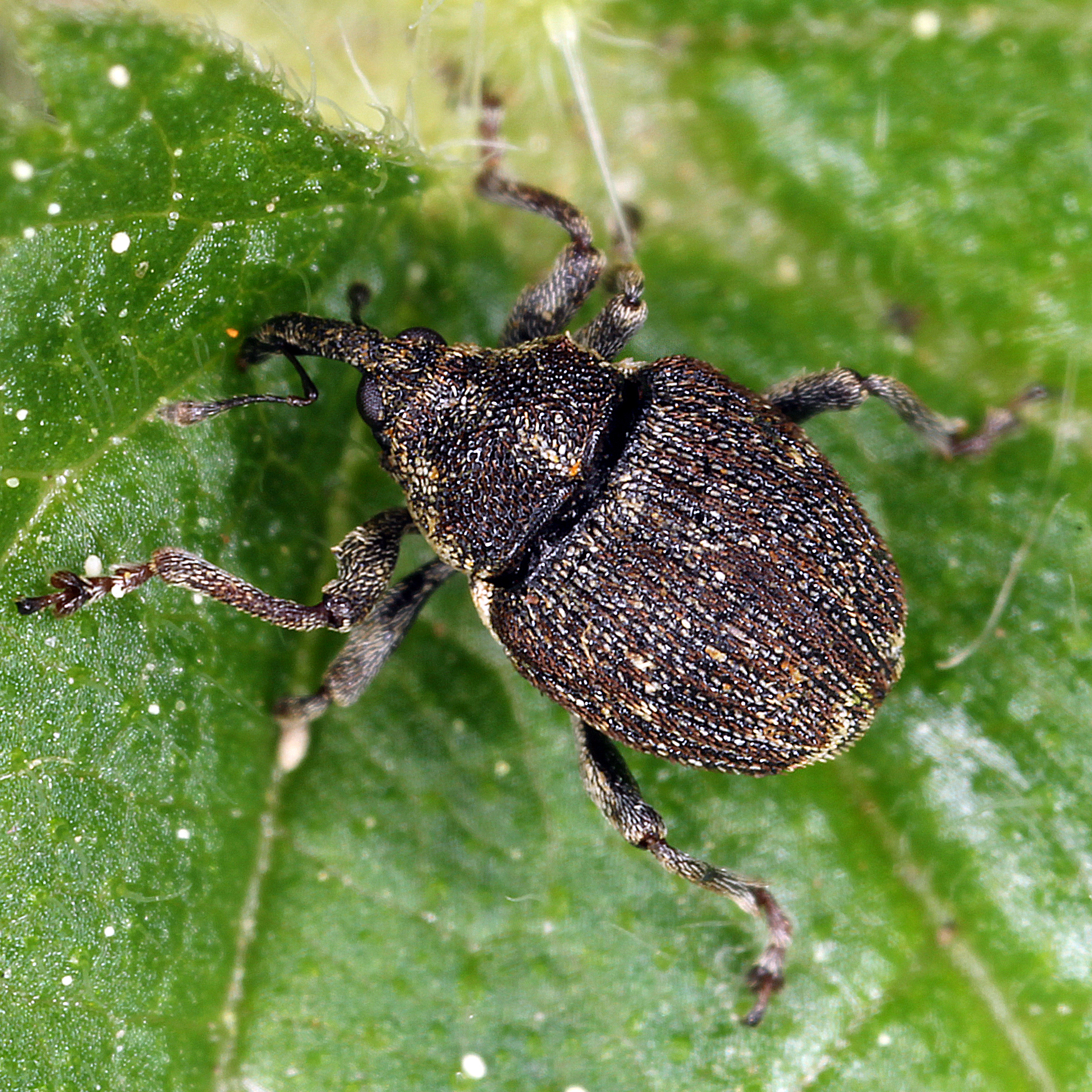 11092014212003 2702 art 1660 nedyus quadrimaculatus