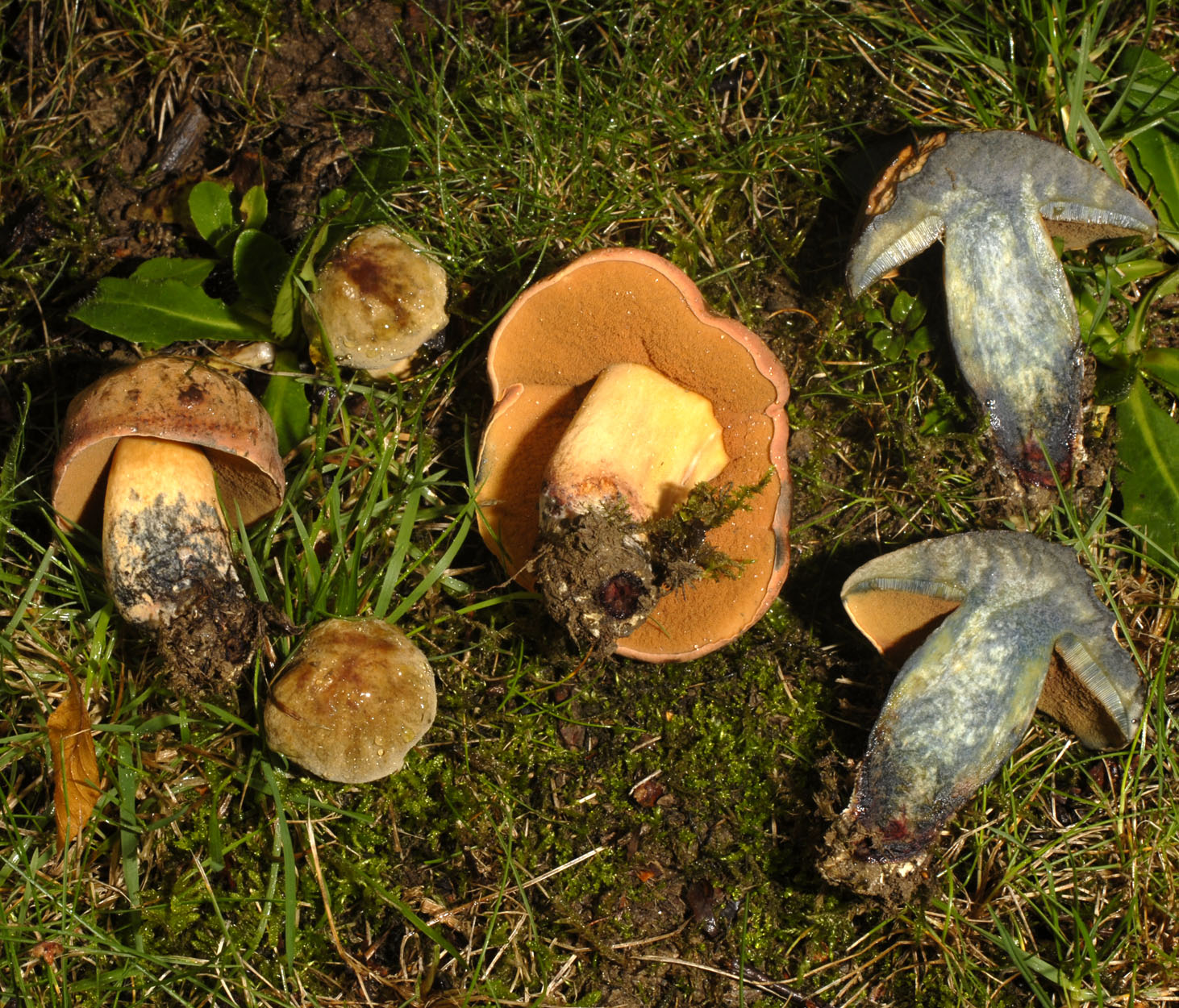 13052013205014 343 art 395 7047 boletus queletii e39 kopie