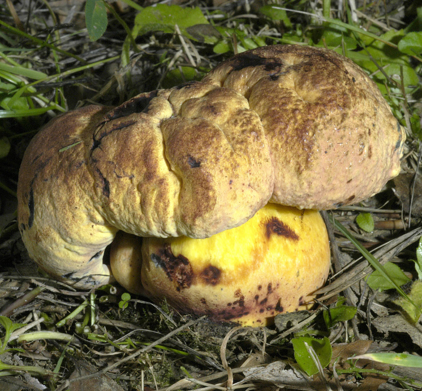 13052013210550 344 art 396 bol rhodopurpureus 5290 32 kopie