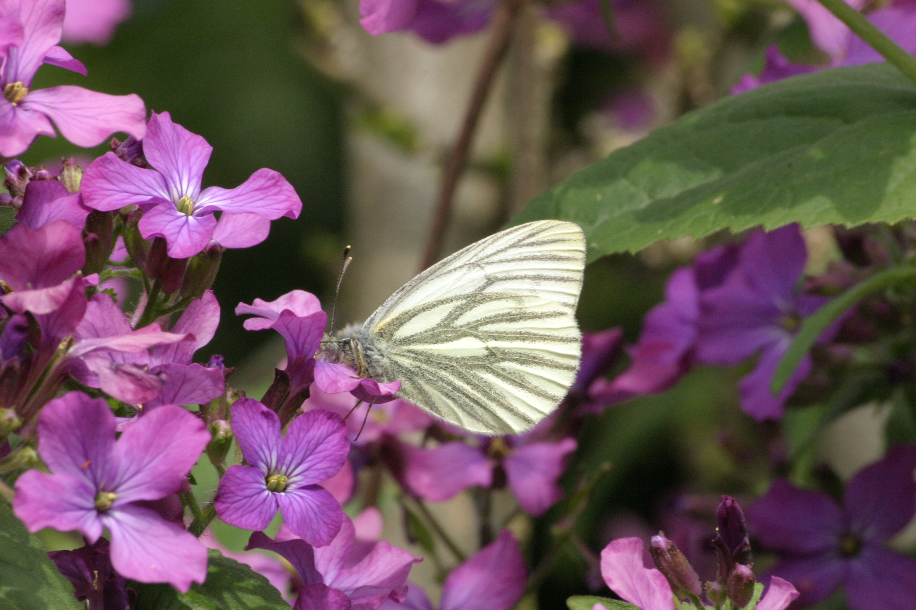 13082013154248 1367 art 823 2631 pieris napi burgfried img 7527 7