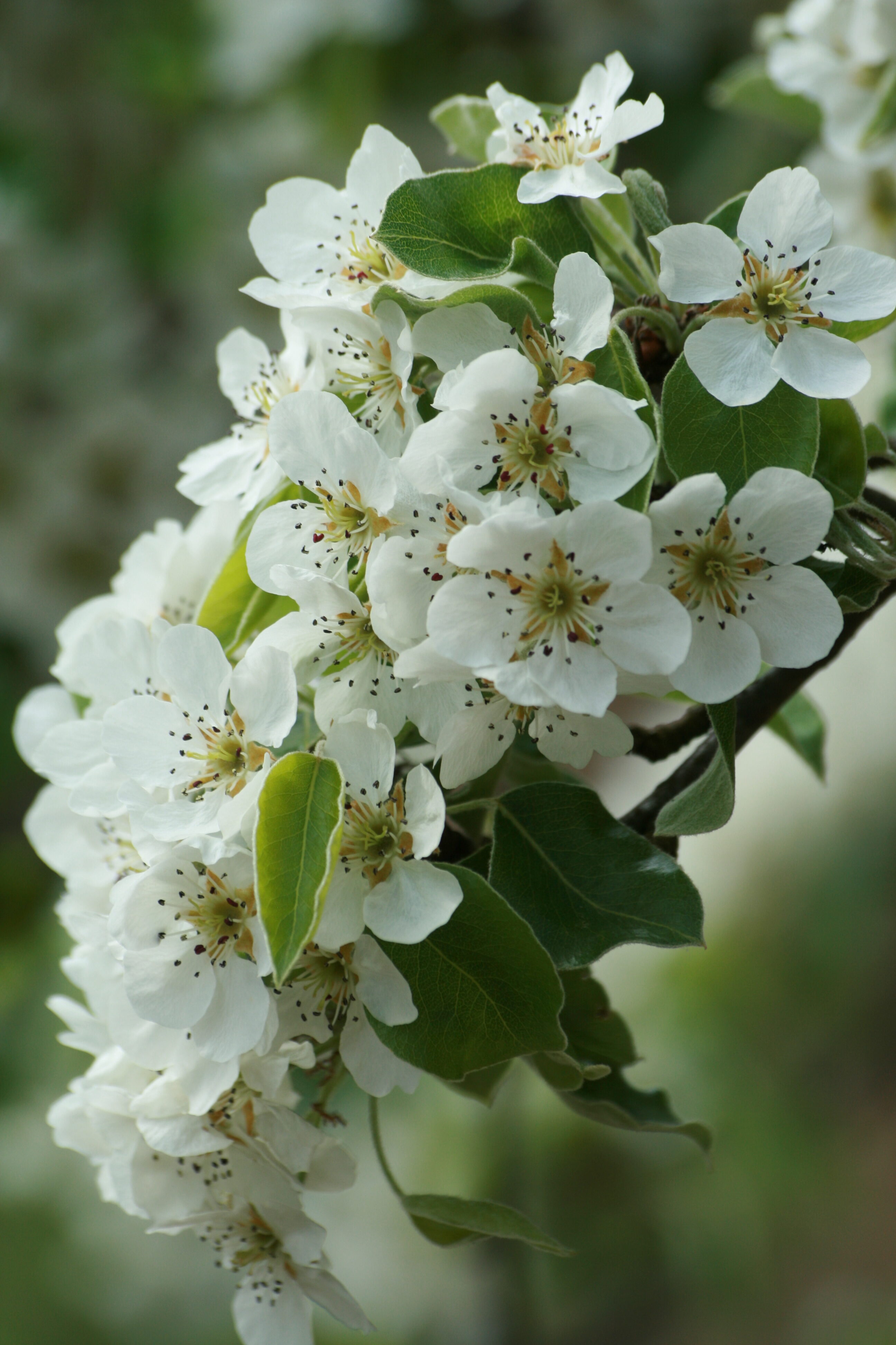 13082013162445 1374 art 745 pyrus nivalis herberstein 1 43