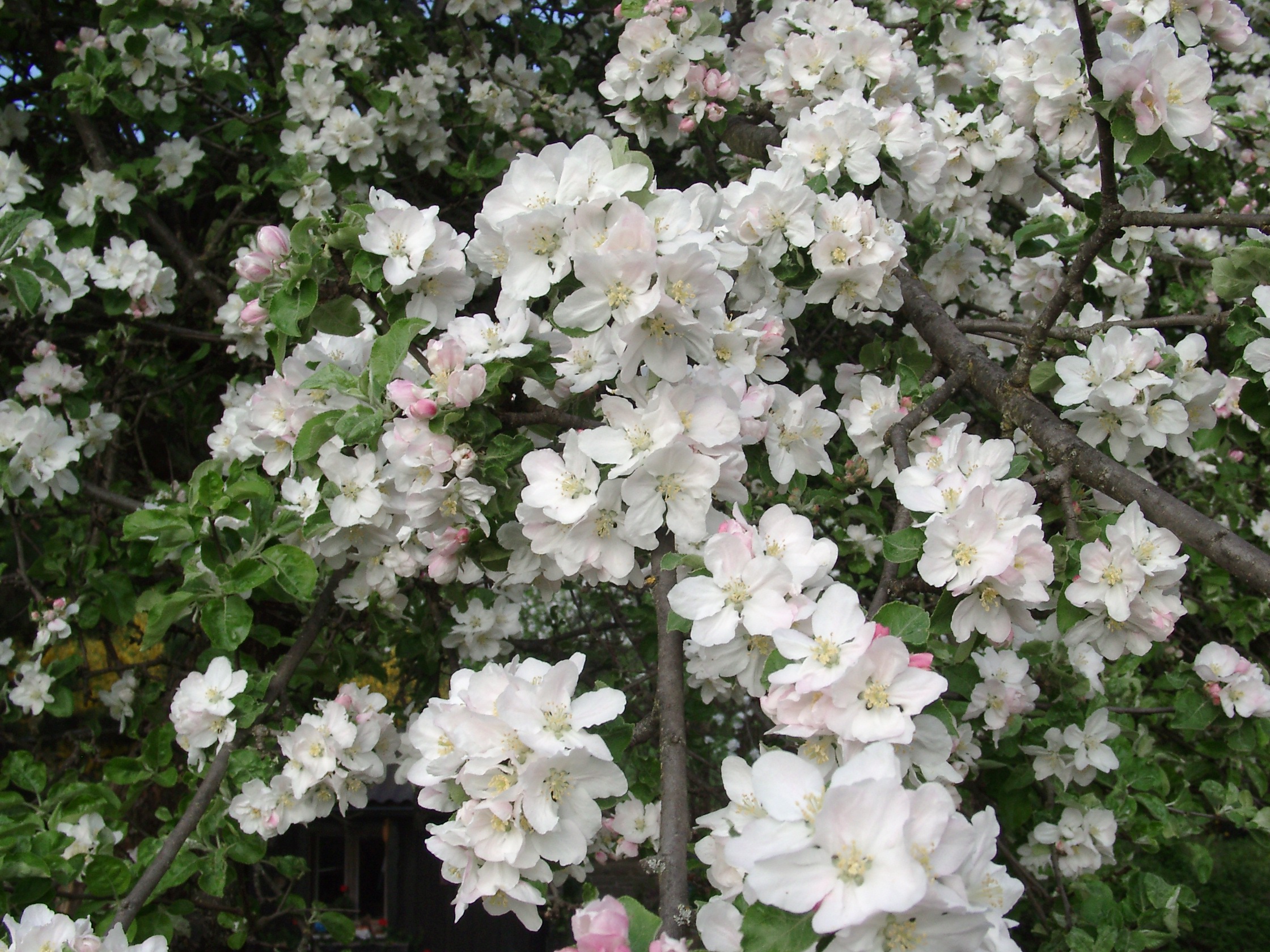 13082013162955 1375 art 879 malus domestica saorte kranzler 05010014