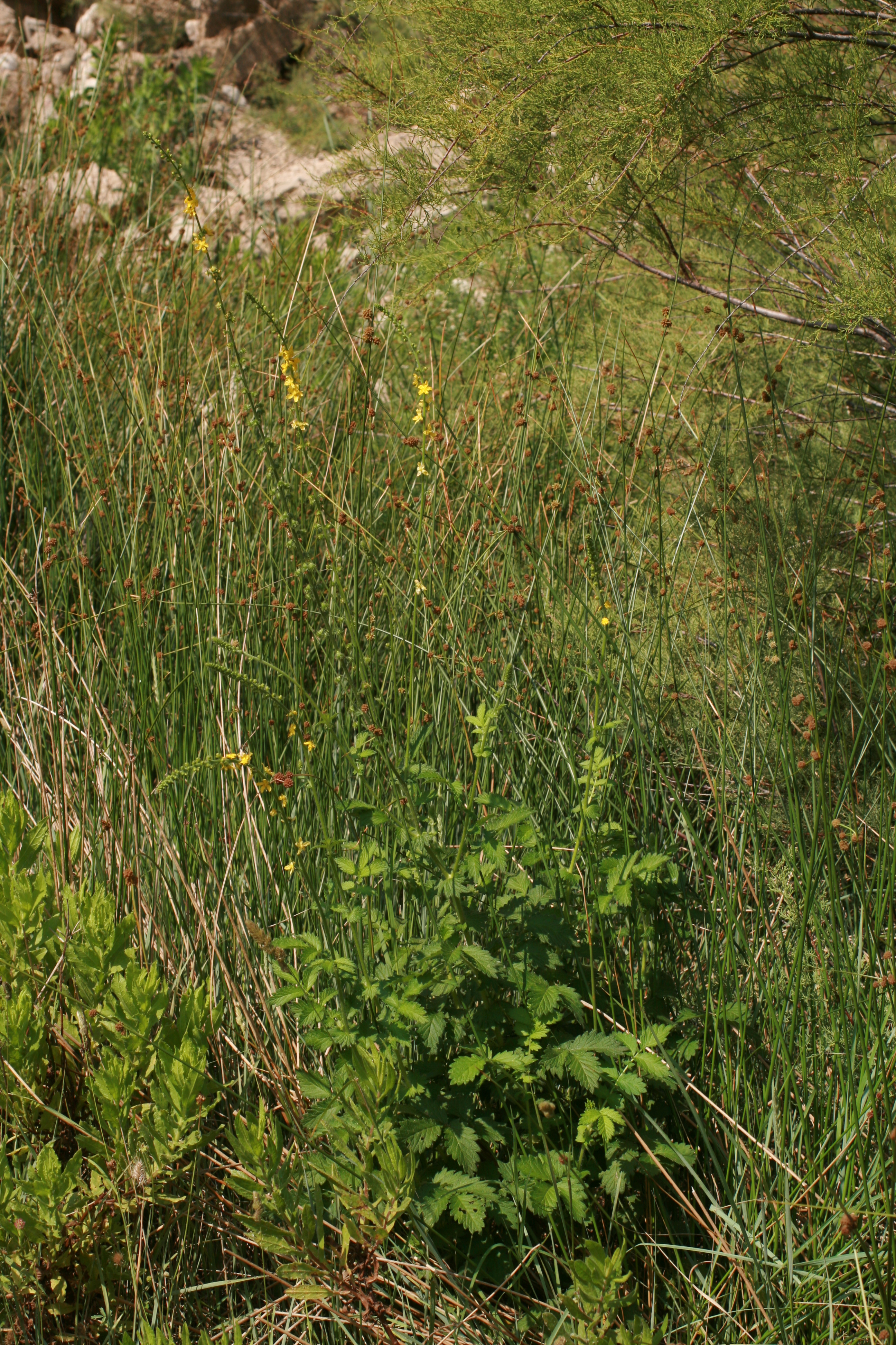 13082013184018 1396 art 434 agrimonia eupatoria baska krk cro bild 137 8