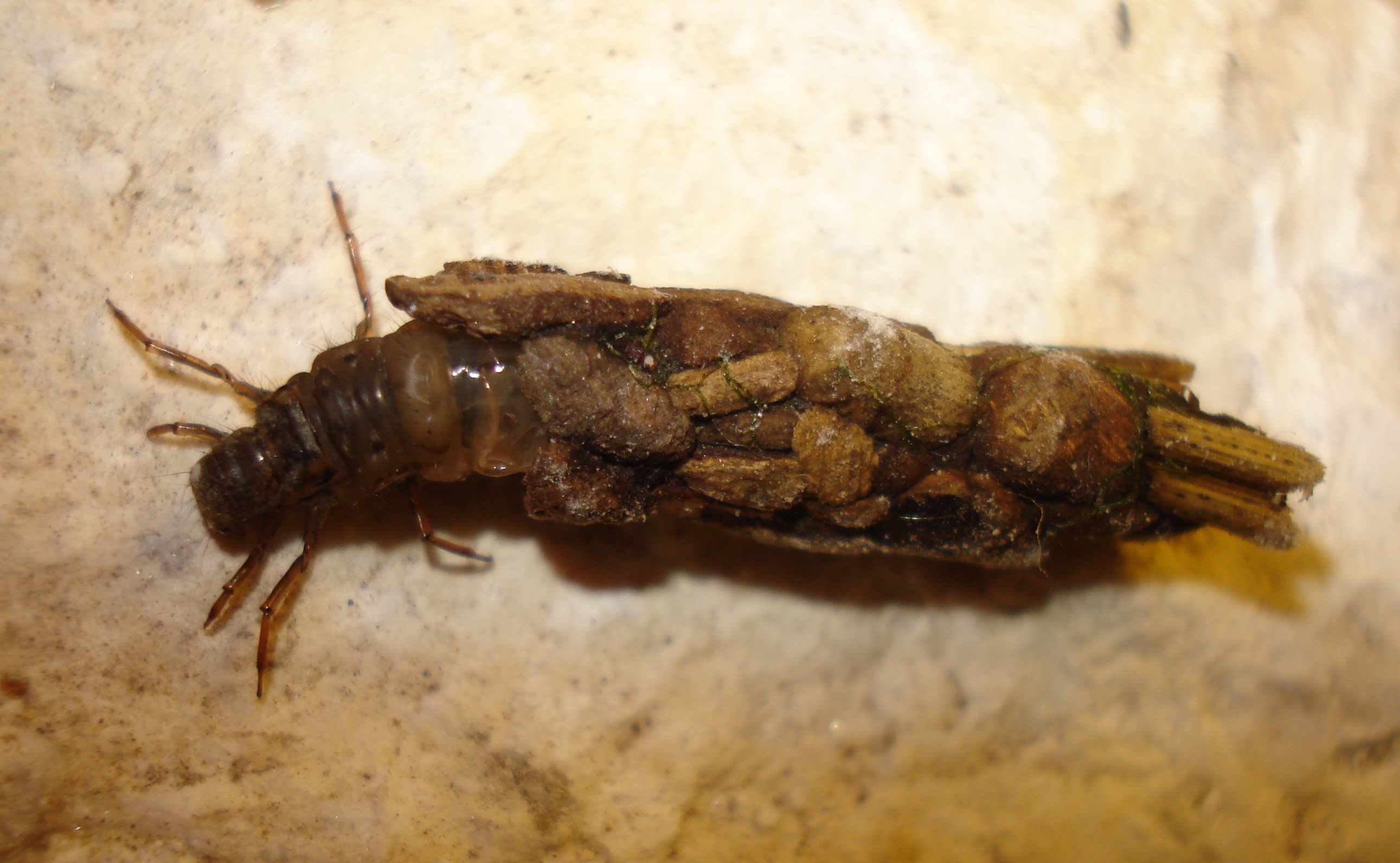 13092013155739 2076 art 1391 larve der kocherfliege j. gepp