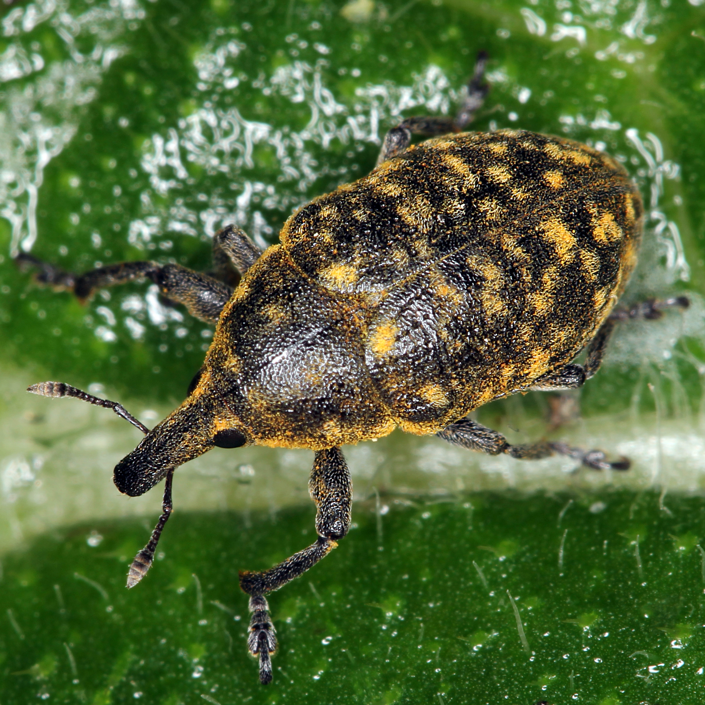 14052013173702 370 art 428 larinus turbinatus 4