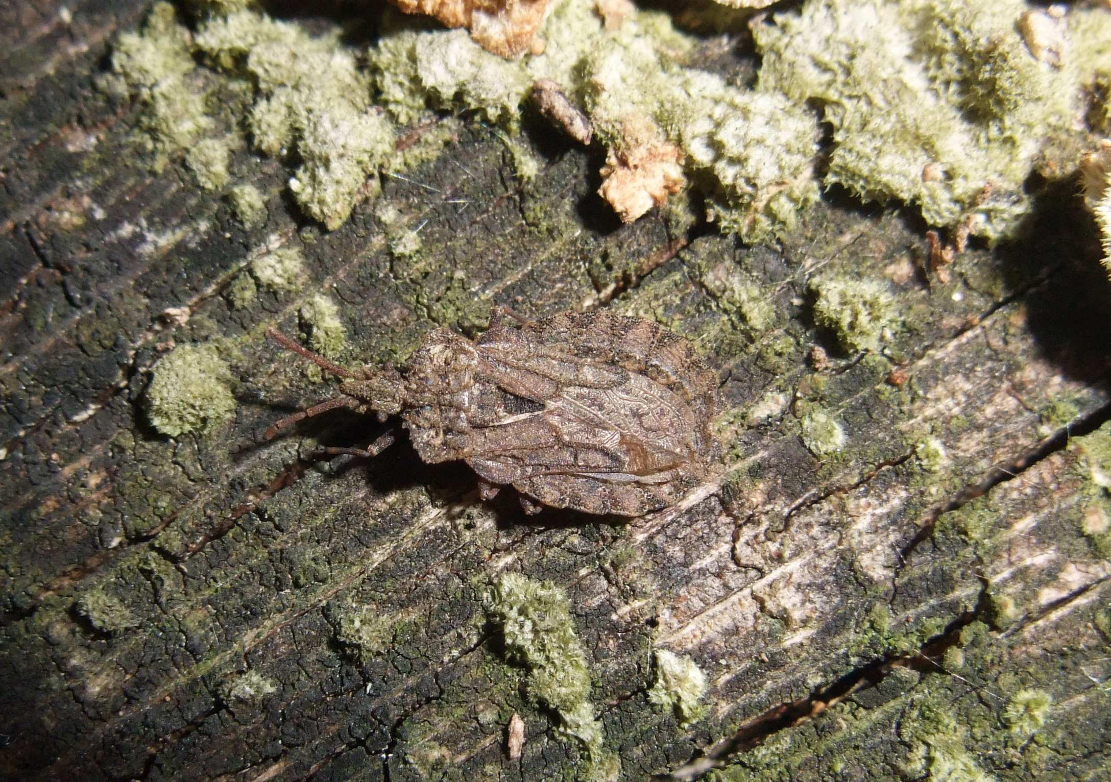 15052013121047 402 art 416 aradus conspicuus thomas fries