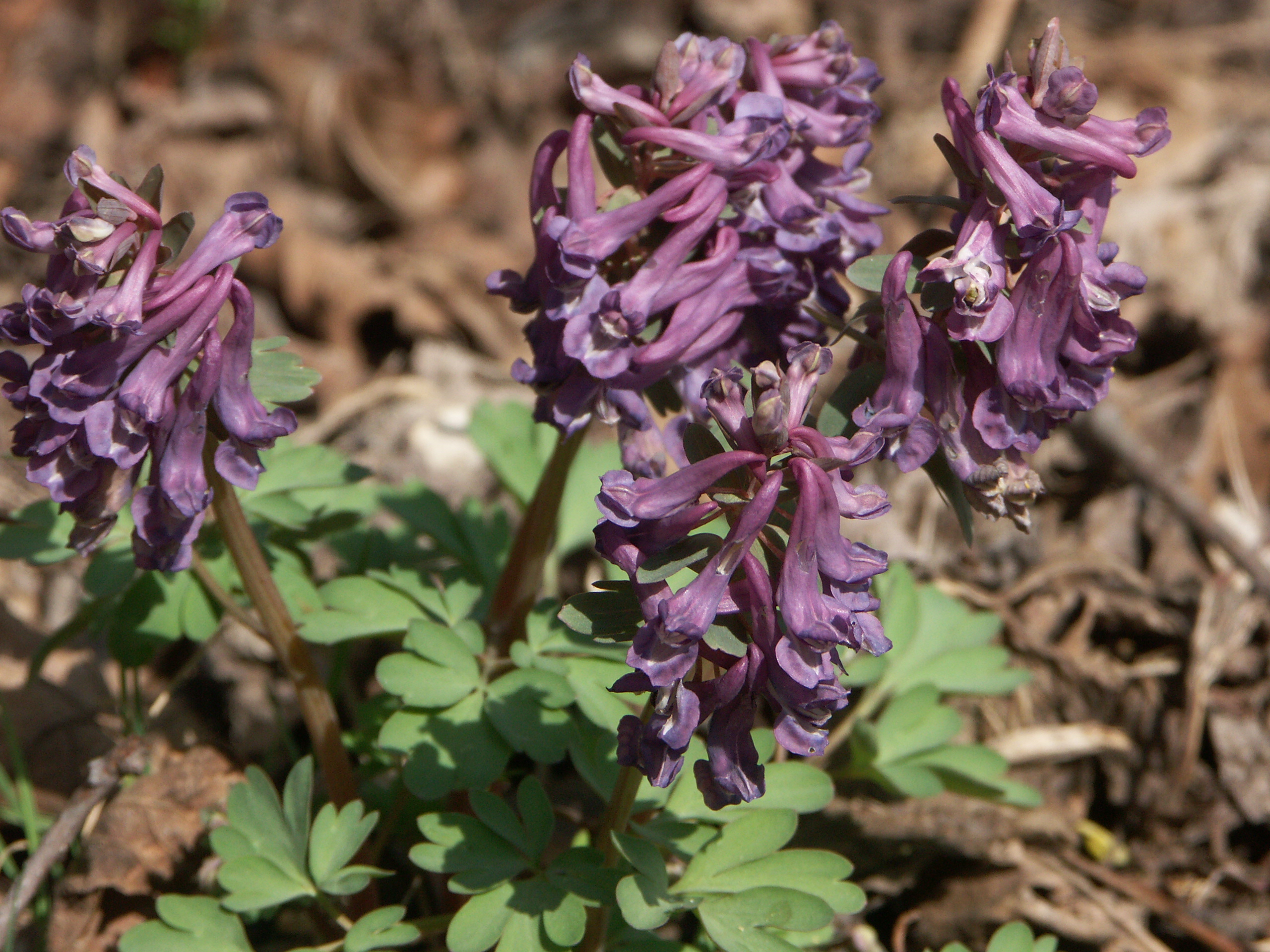 15122013151653 2236 art 1307 pict1013