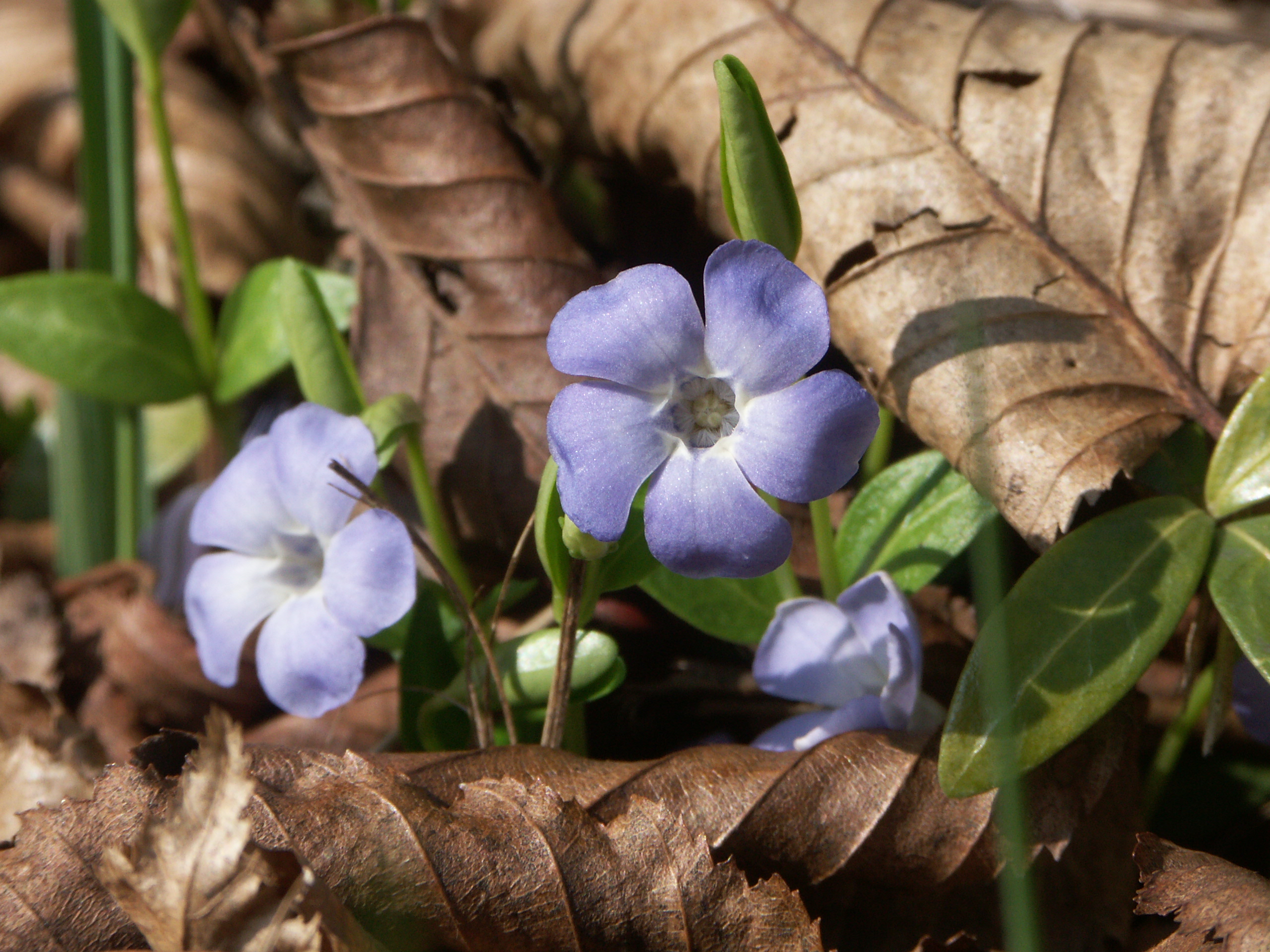 15122013152917 2238 art 1425 pict1000