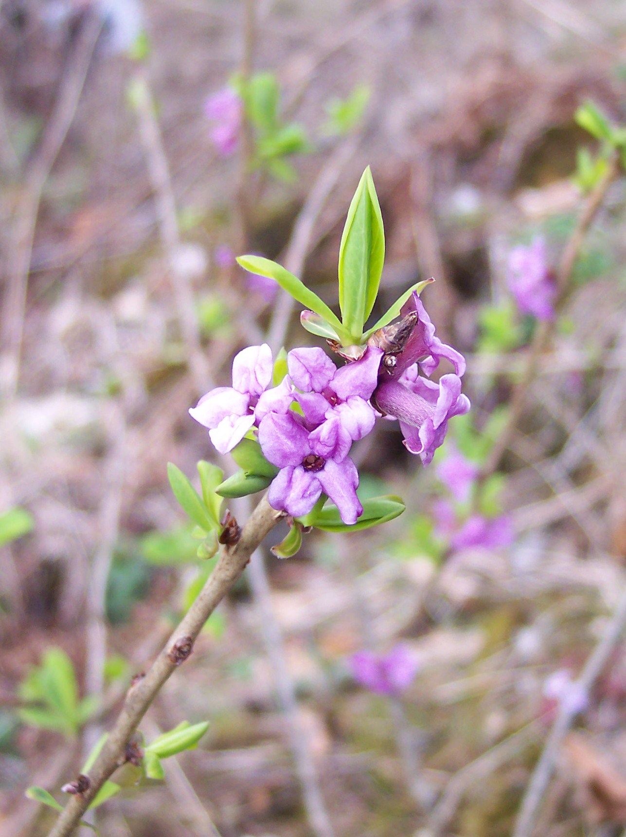 16052013161030 479 art 483 daphne mezereum 2