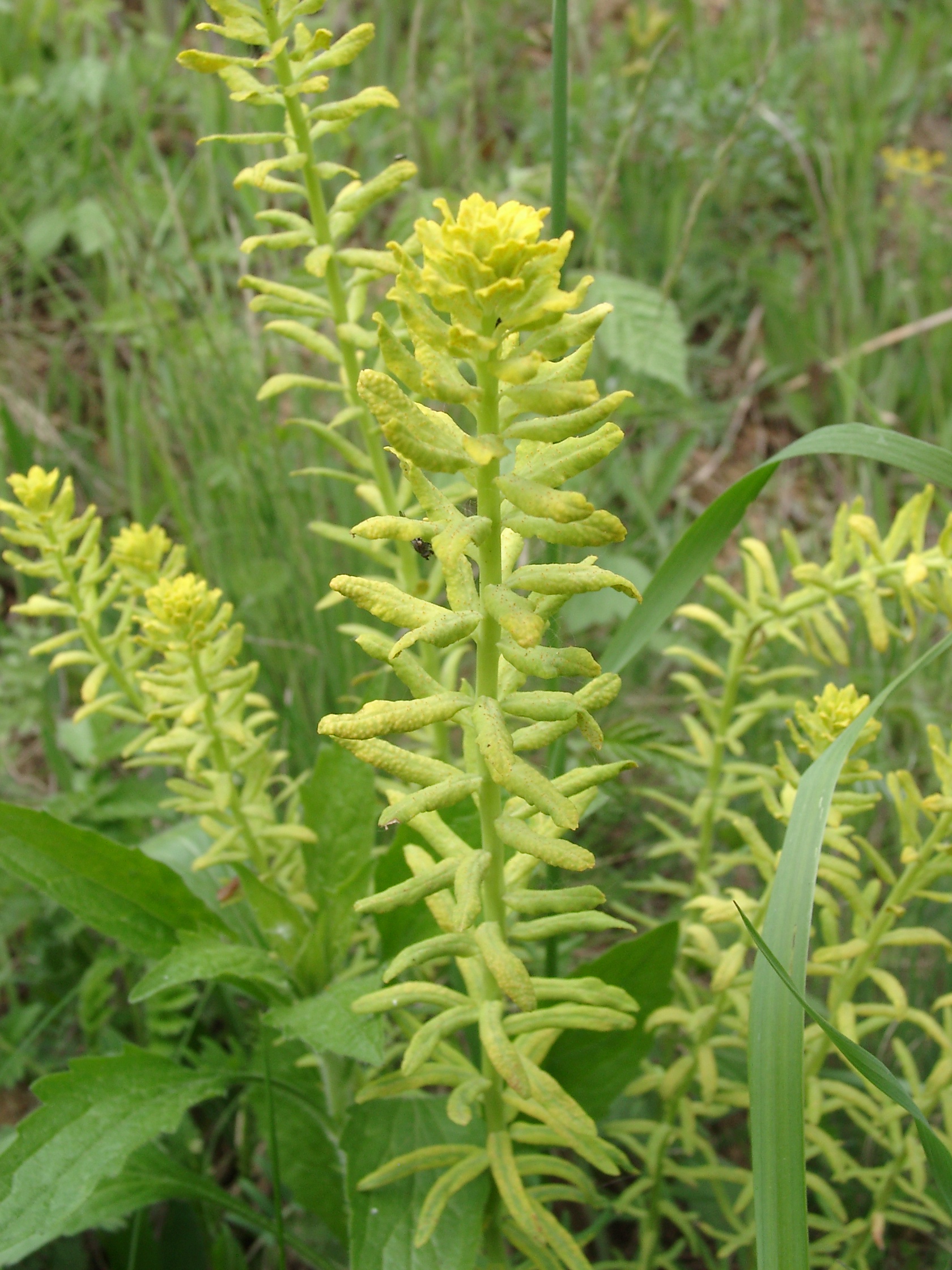 16092013181849 2091 art 1404 euphorbia cyparissias mit uromyces pisii 04300043